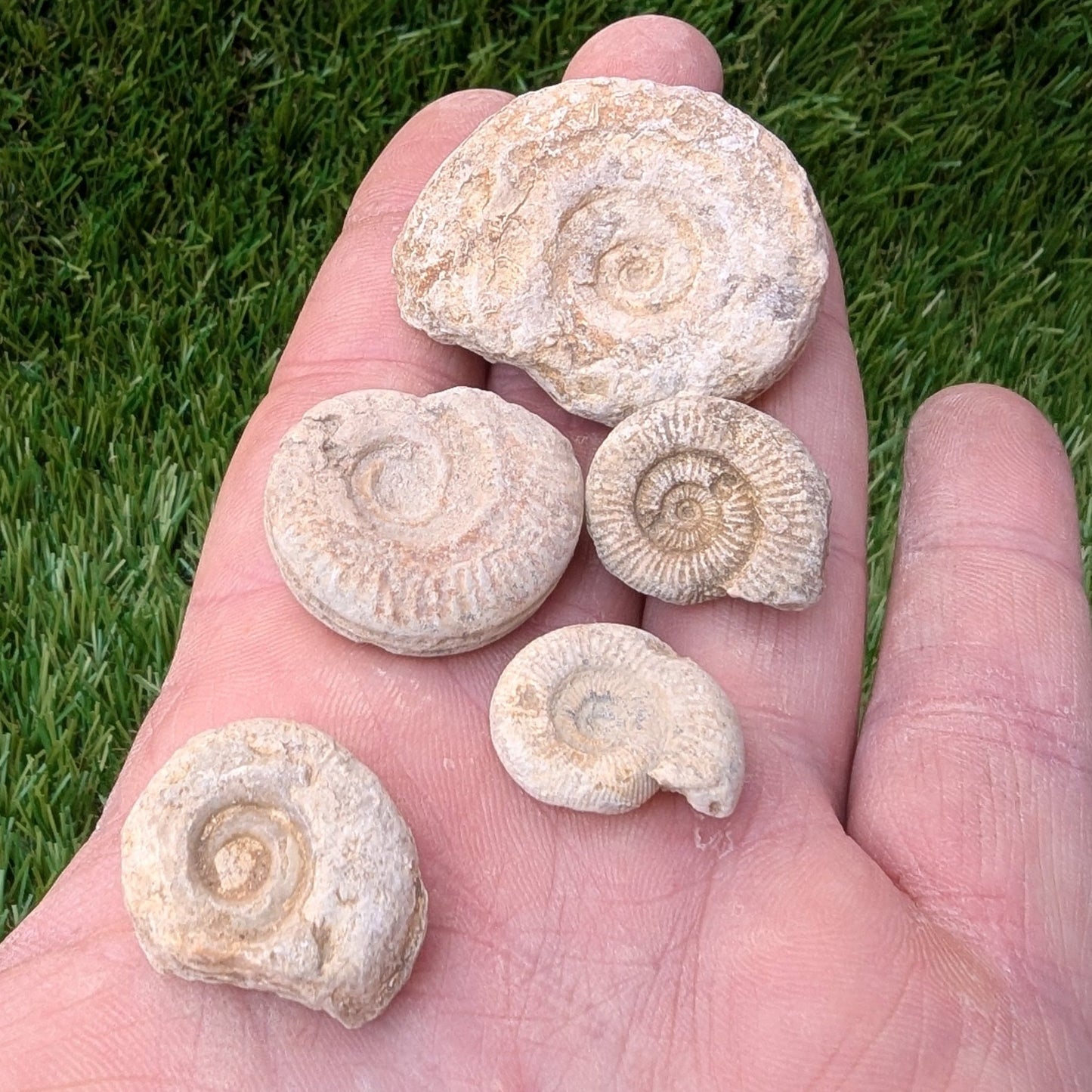 Fossil bundle of 5 Somerset ammonites - North Yorkshire Fossils