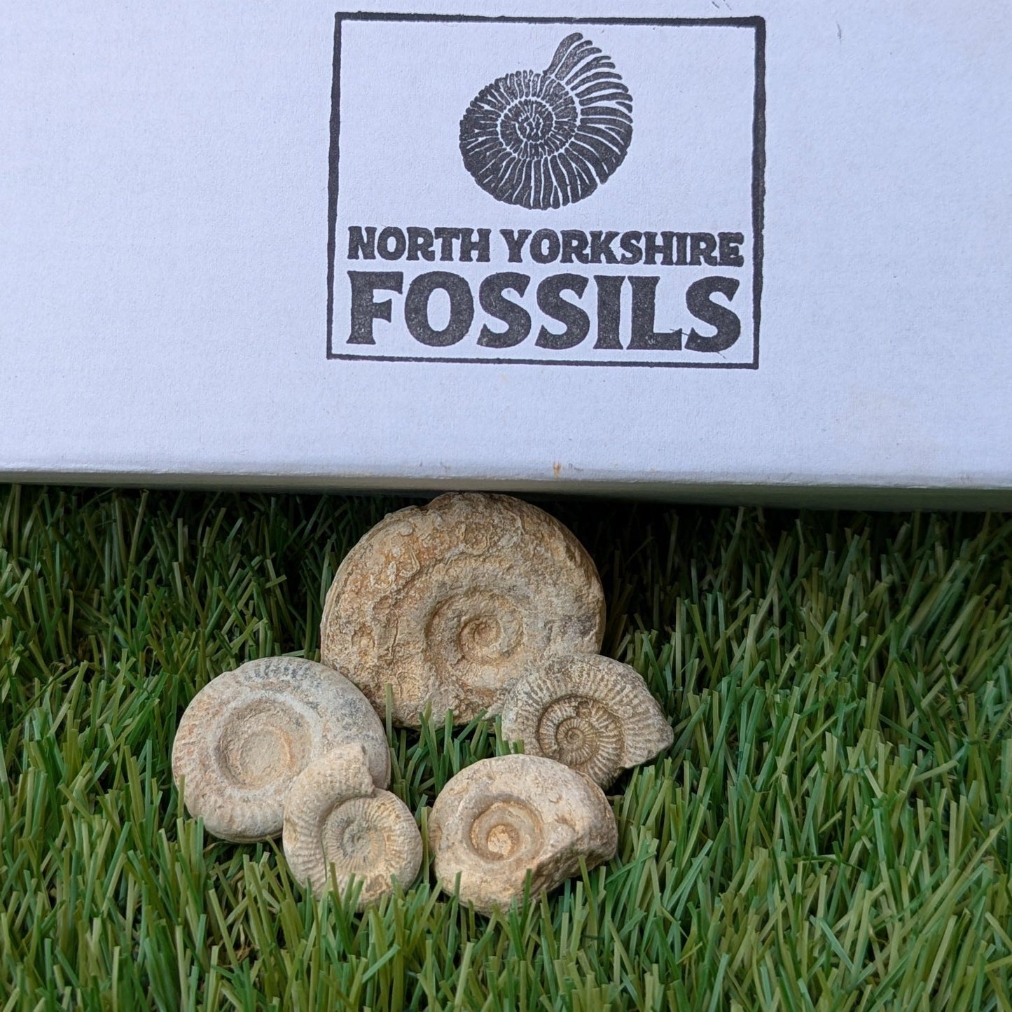 Fossil bundle of 5 Somerset ammonites - North Yorkshire Fossils