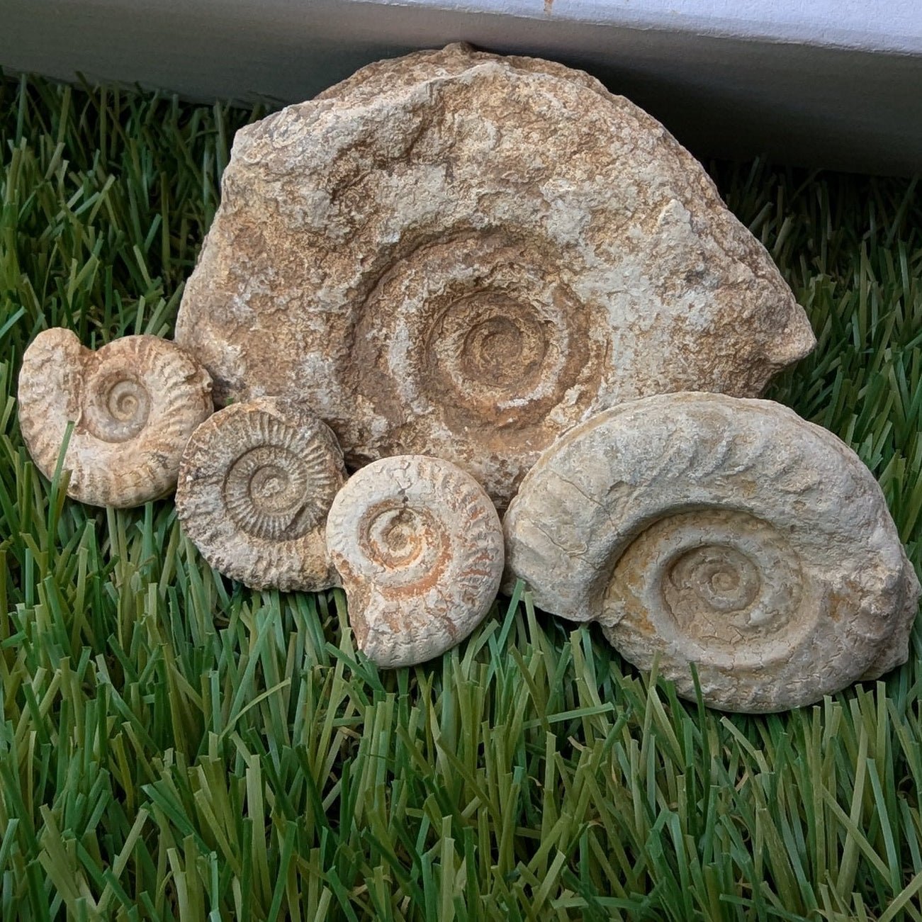 Fossil bundle of 5 Somerset ammonites - North Yorkshire Fossils