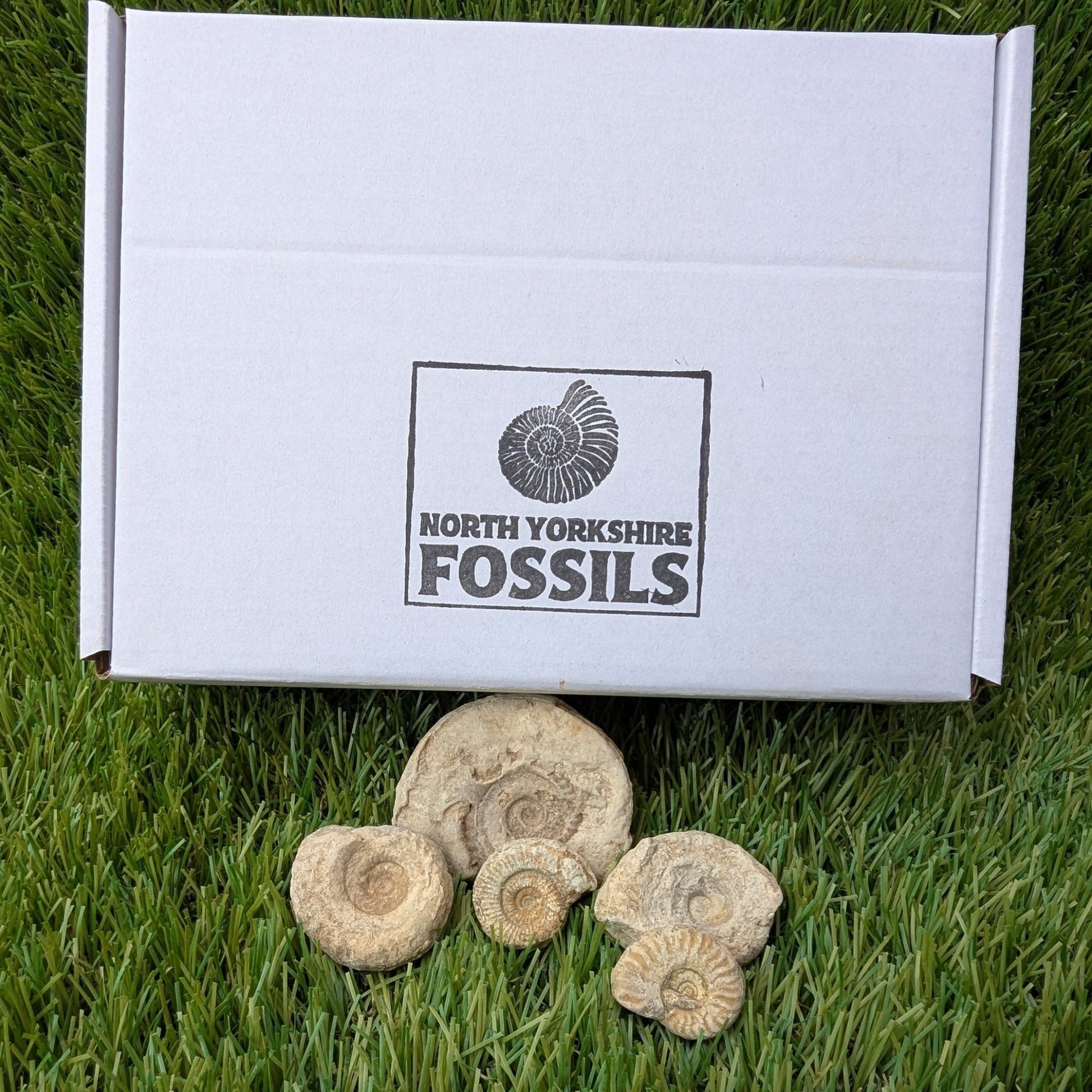 Fossil bundle of 5 Somerset ammonites from Ilminster - North Yorkshire Fossils