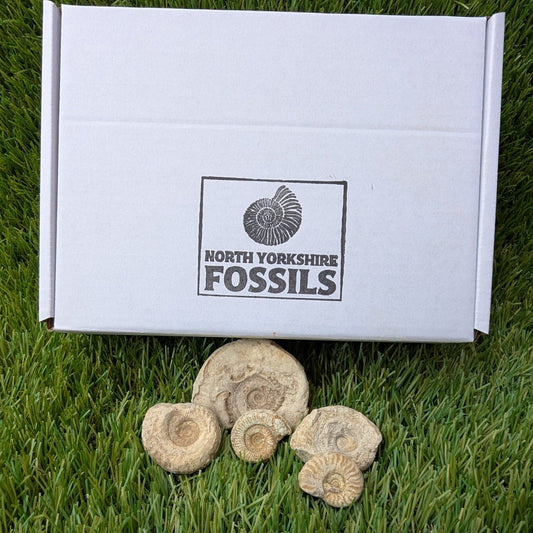 Fossil bundle of 5 Somerset ammonites from Ilminster - North Yorkshire Fossils