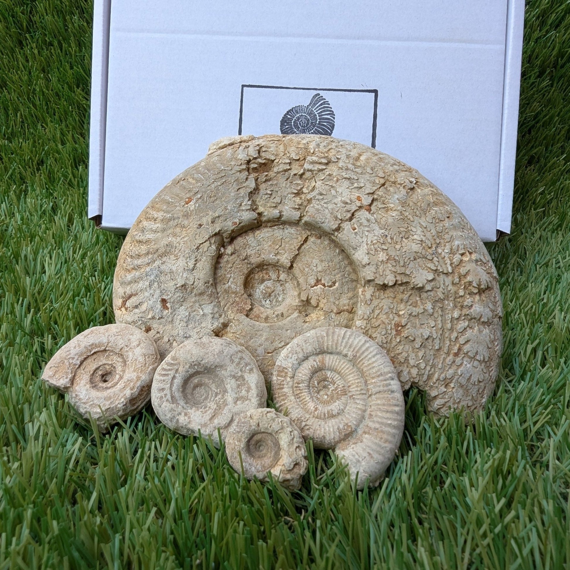Fossil bundle of 5 Somerset ammonites from Ilminster - North Yorkshire Fossils