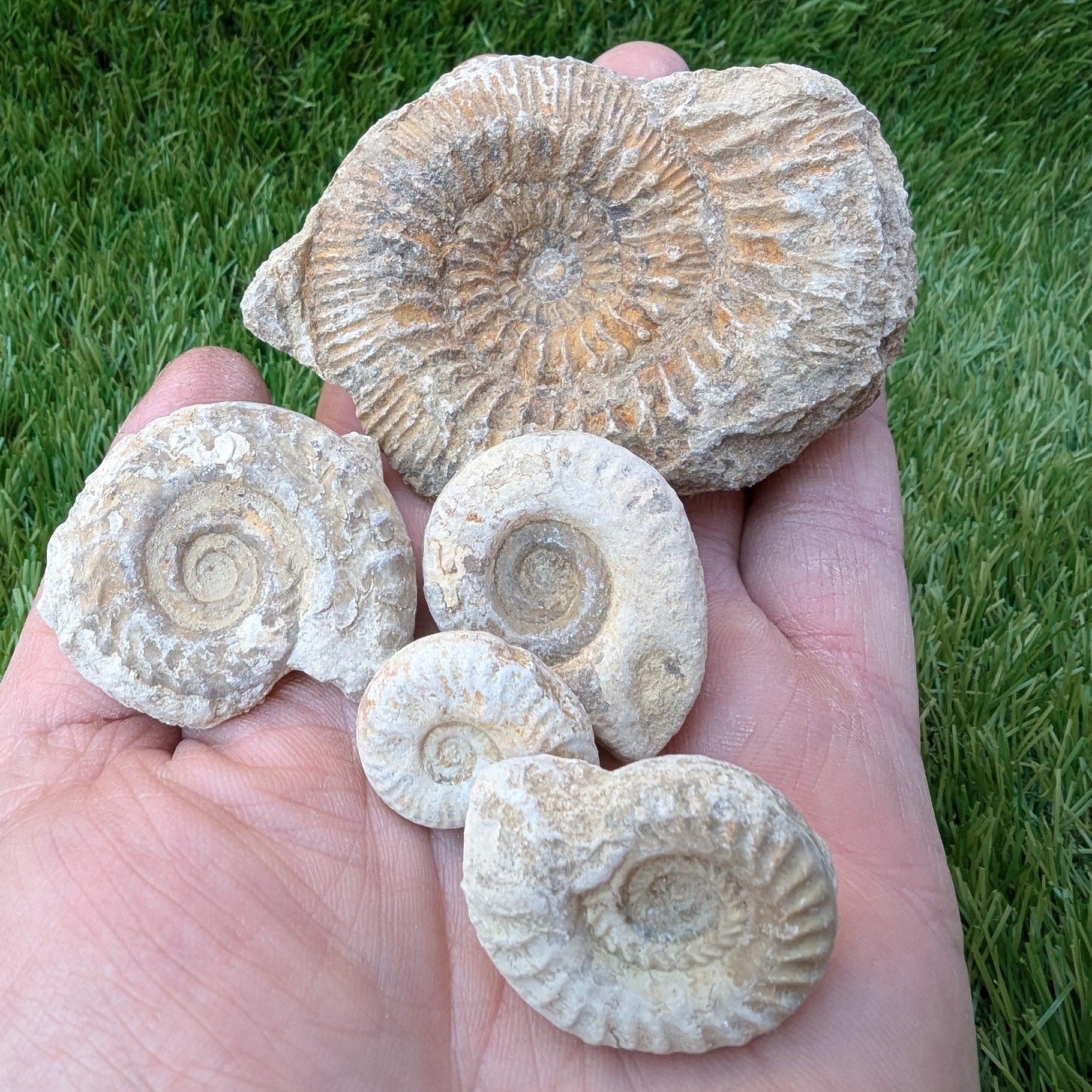 Fossil bundle of 5 Somerset ammonites from Ilminster - North Yorkshire Fossils