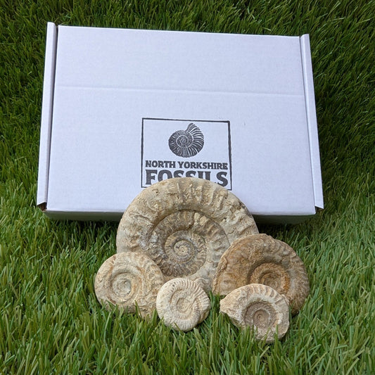 Fossil bundle of 5 Somerset ammonites from Ilminster - North Yorkshire Fossils