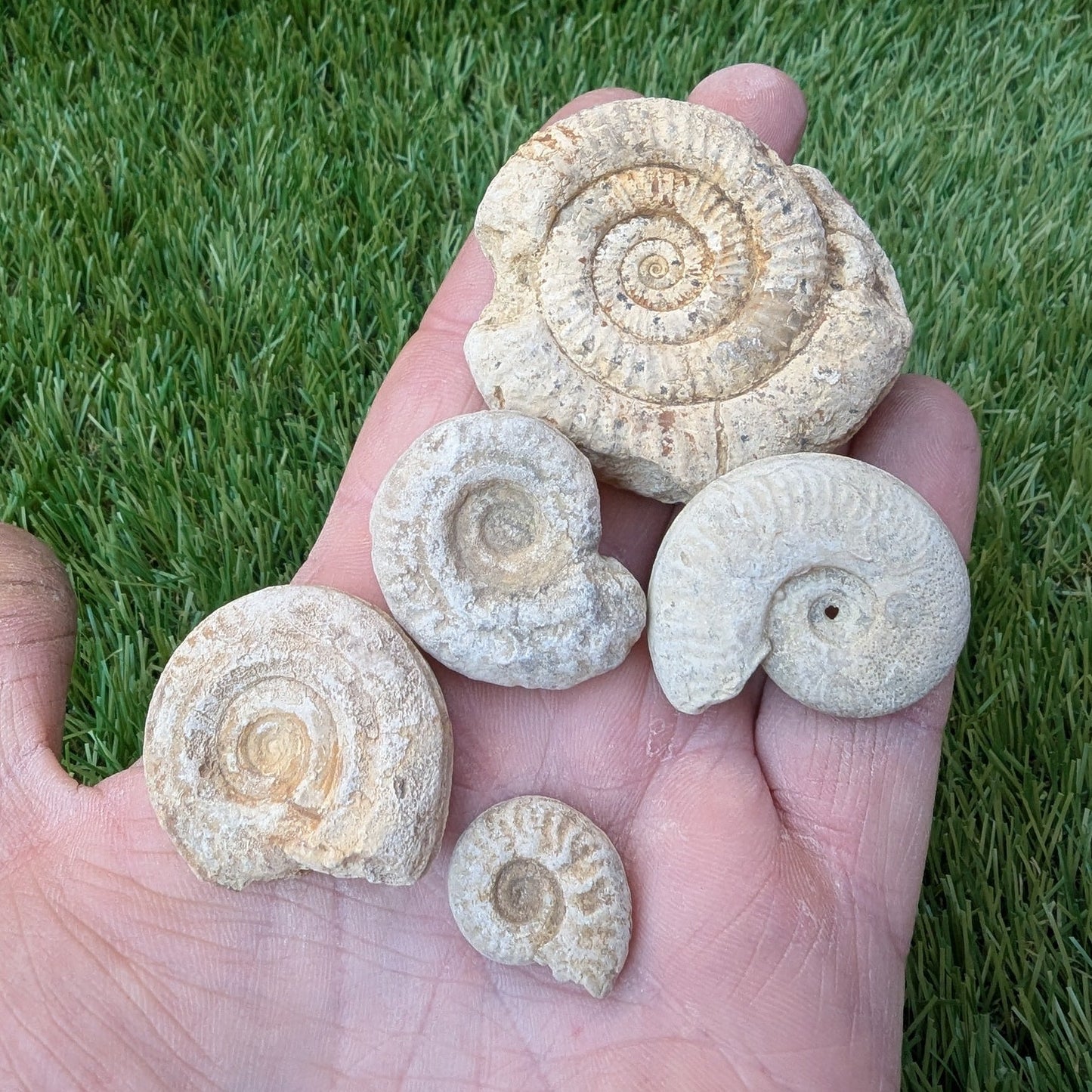 Fossil bundle of 5 Somerset ammonites from Ilminster - North Yorkshire Fossils