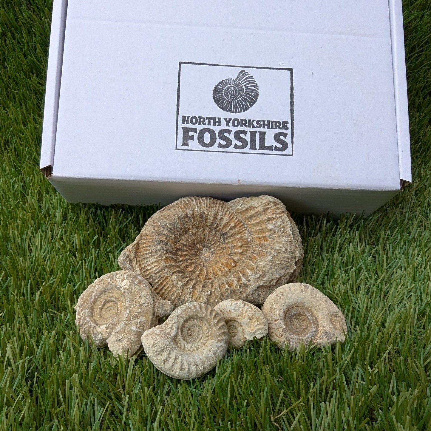 Fossil bundle of 5 Somerset ammonites from Ilminster - North Yorkshire Fossils