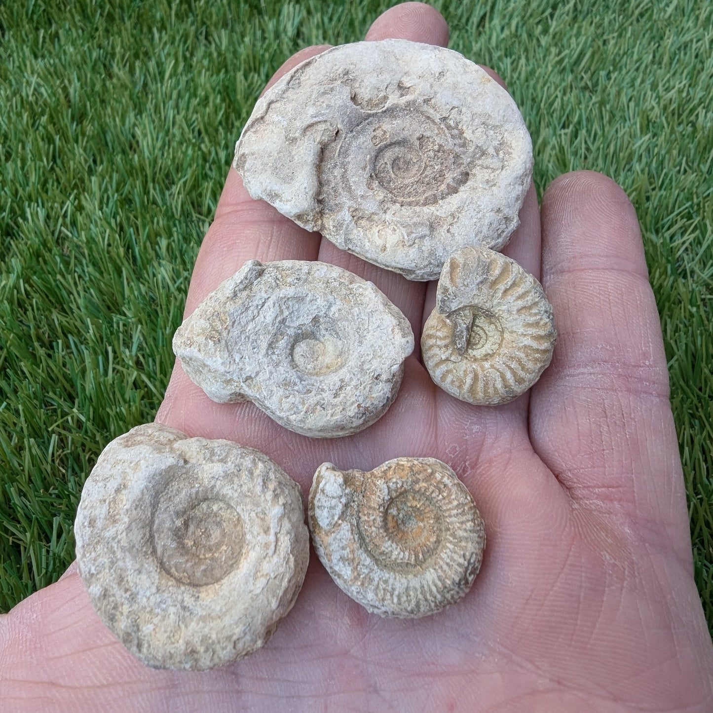 Fossil bundle of 5 Somerset ammonites from Ilminster - North Yorkshire Fossils