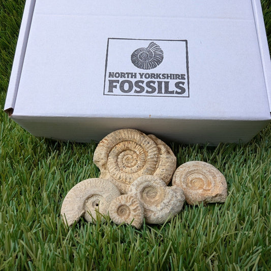Fossil bundle of 5 Somerset ammonites from Ilminster - North Yorkshire Fossils