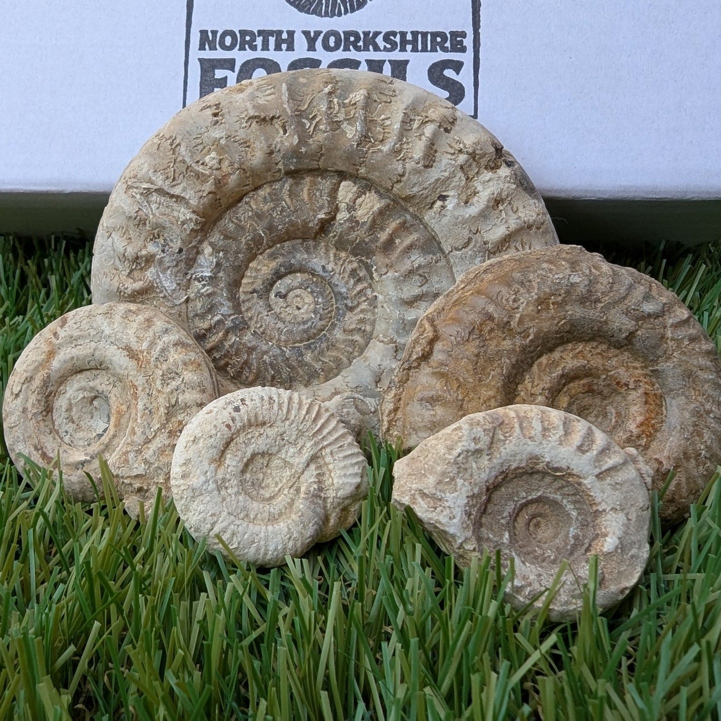 Fossil bundle of 5 Somerset ammonites from Ilminster - North Yorkshire Fossils
