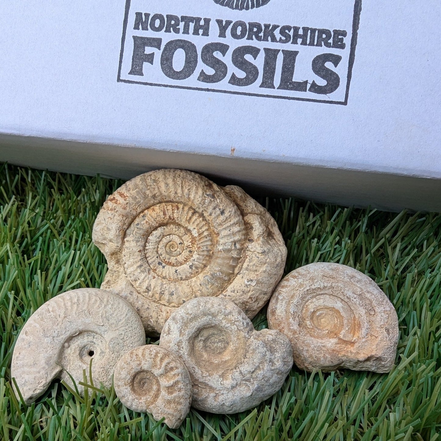 Fossil bundle of 5 Somerset ammonites from Ilminster - North Yorkshire Fossils