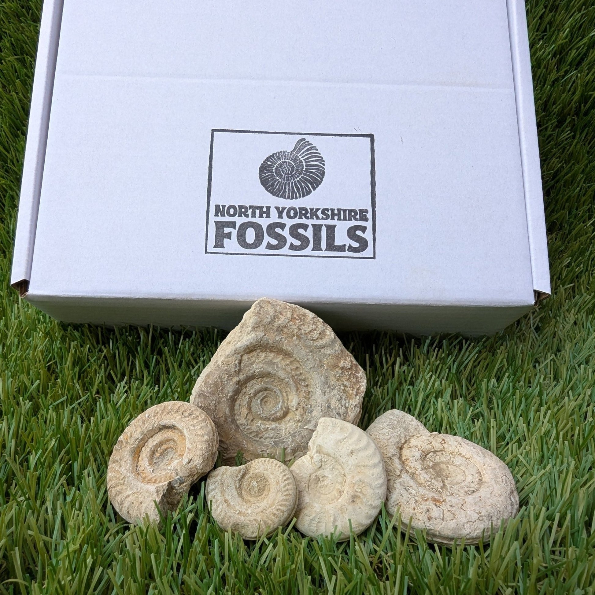 Fossil bundle of 5 Somerset ammonites from Ilminster - North Yorkshire Fossils