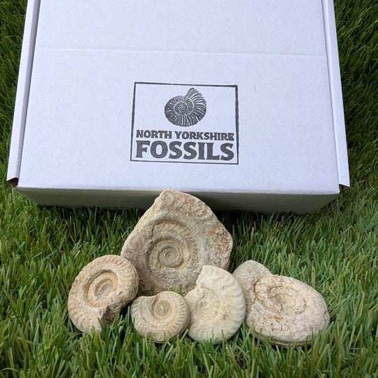 Fossil bundle of 5 Somerset ammonites from Ilminster - North Yorkshire Fossils