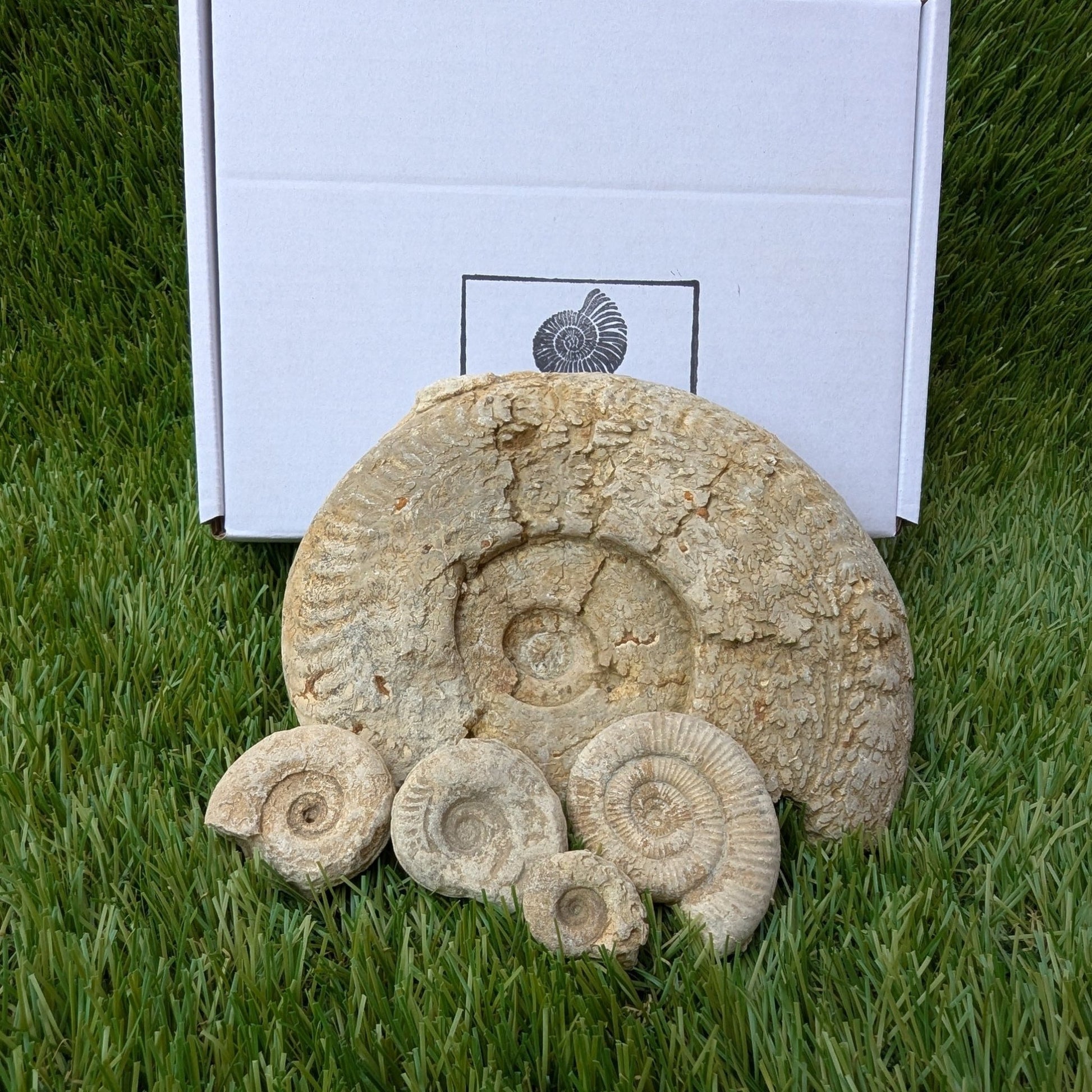 Fossil bundle of 5 Somerset ammonites from Ilminster - North Yorkshire Fossils