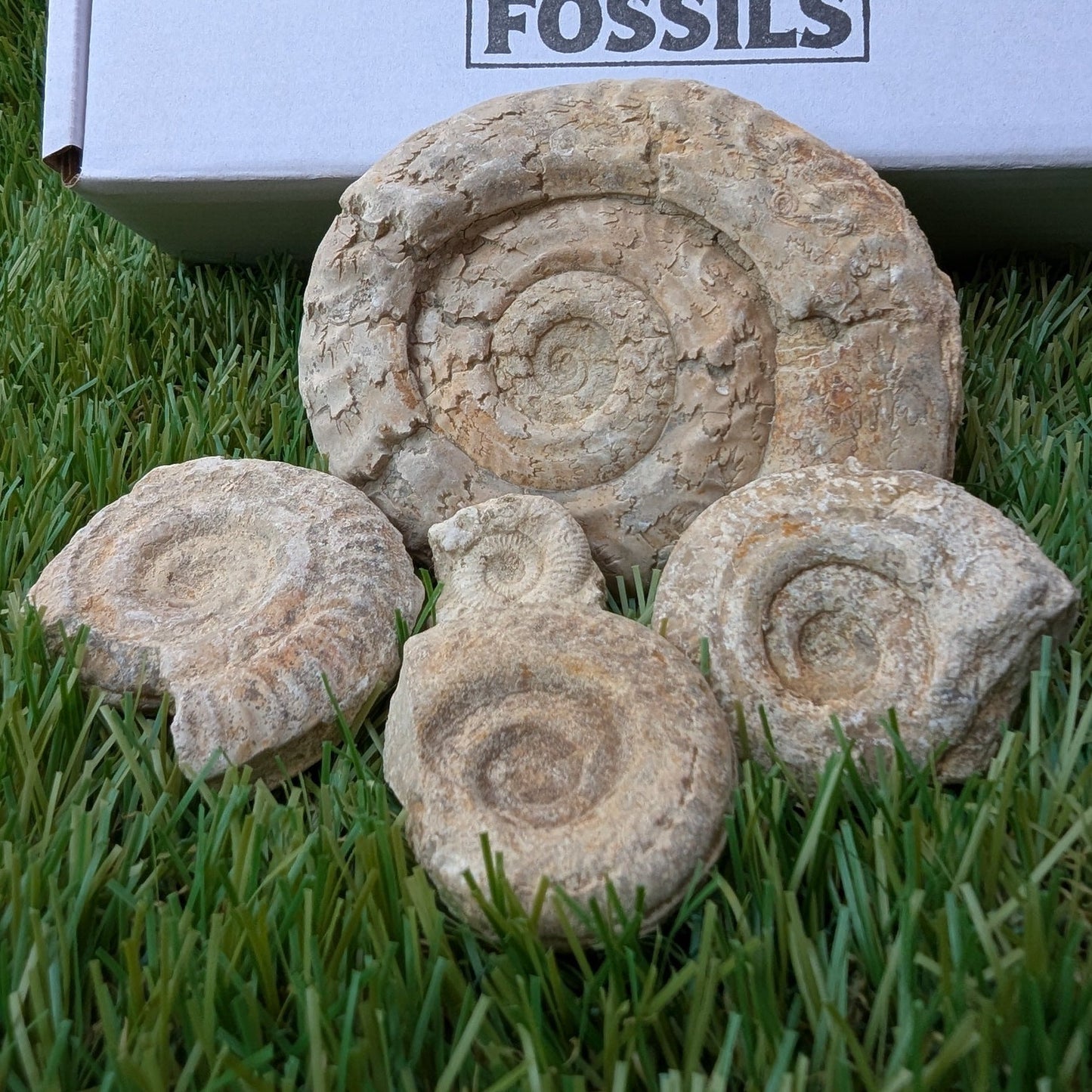 Fossil bundle of 5 Somerset ammonites from Ilminster - North Yorkshire Fossils