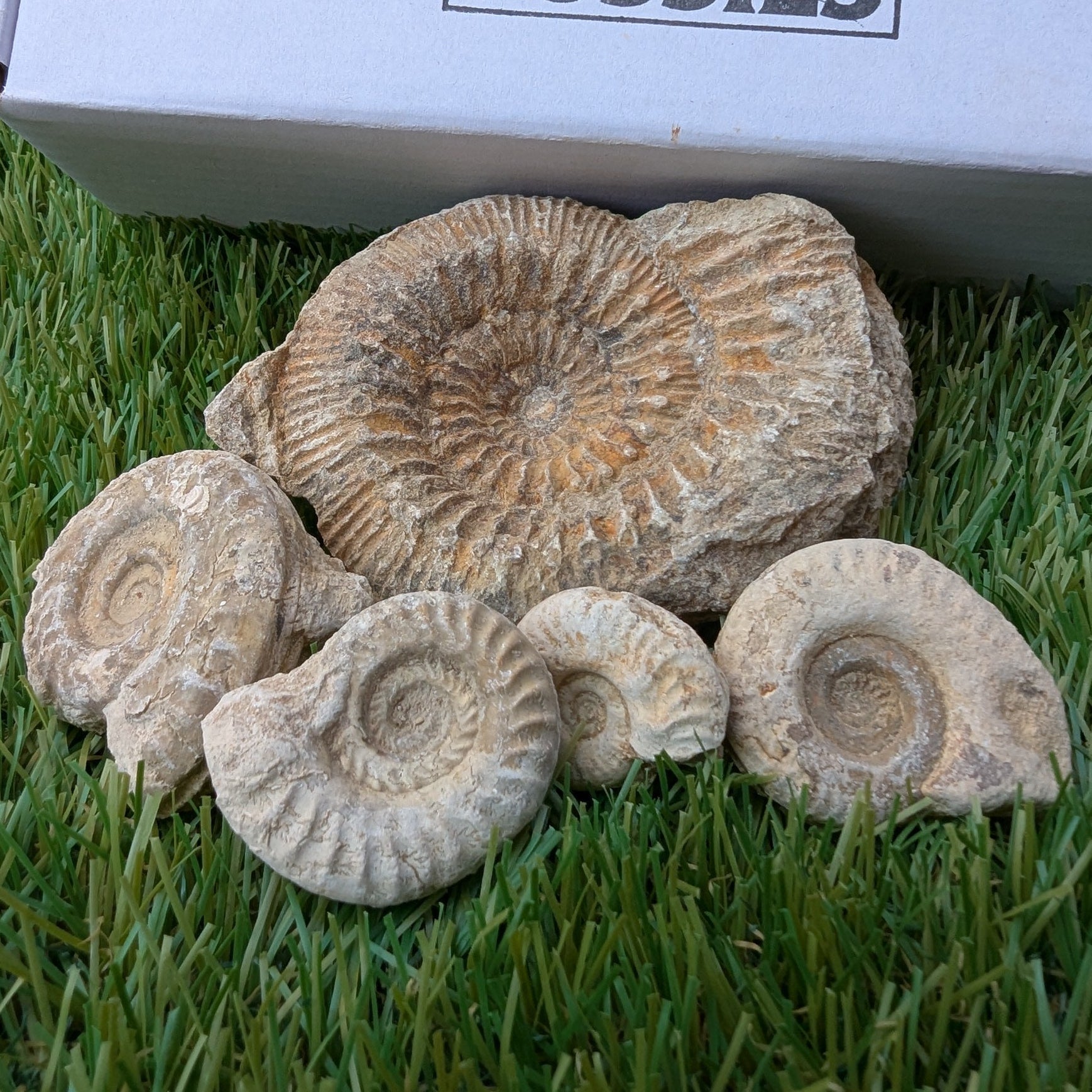 Fossil bundle of 5 Somerset ammonites from Ilminster - North Yorkshire Fossils
