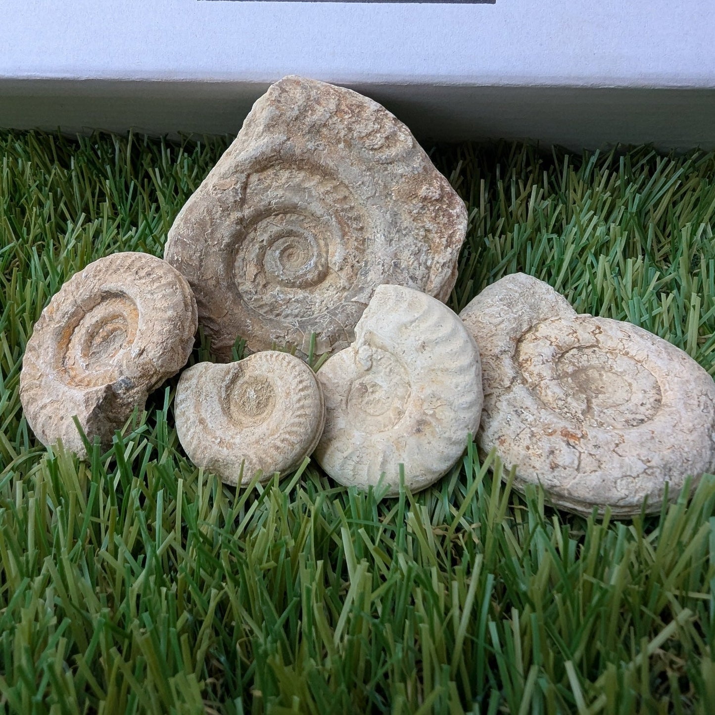 Fossil bundle of 5 Somerset ammonites from Ilminster - North Yorkshire Fossils