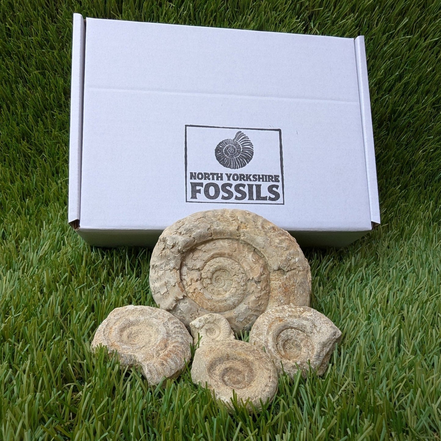 Fossil bundle of 5 Somerset ammonites from Ilminster - North Yorkshire Fossils