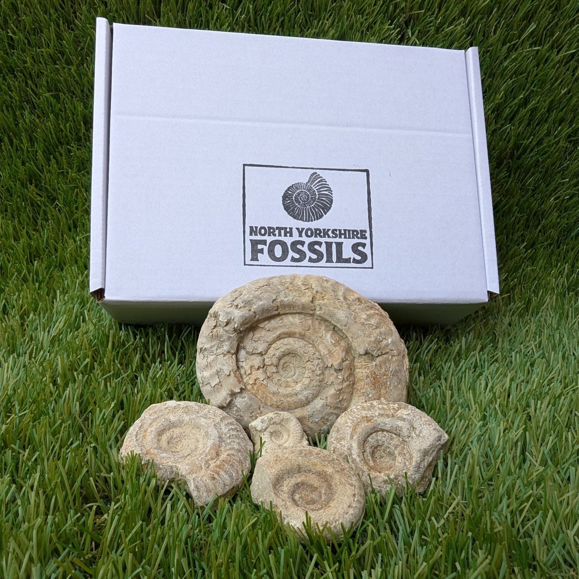Fossil bundle of 5 Somerset ammonites from Ilminster - North Yorkshire Fossils