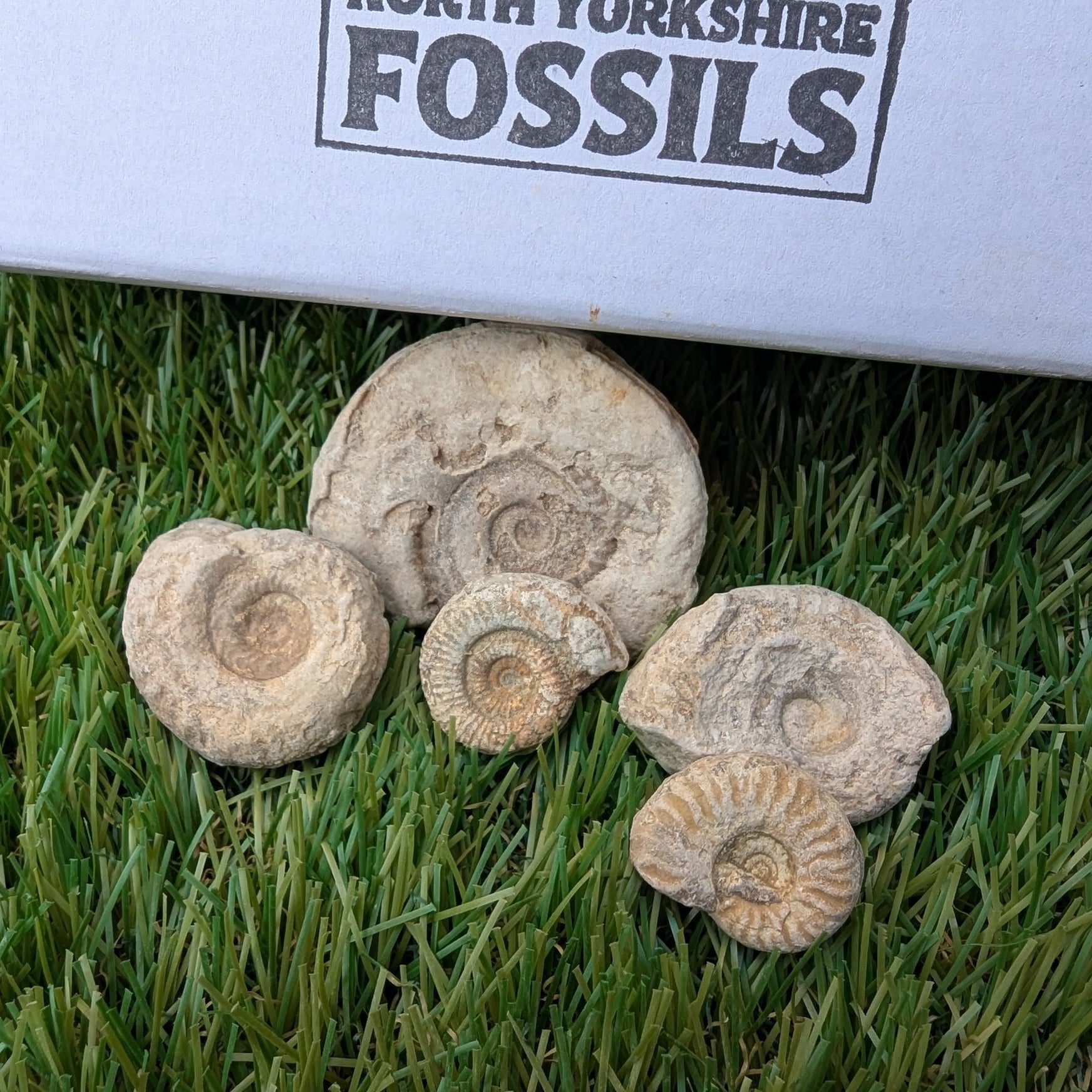 Fossil bundle of 5 Somerset ammonites from Ilminster - North Yorkshire Fossils