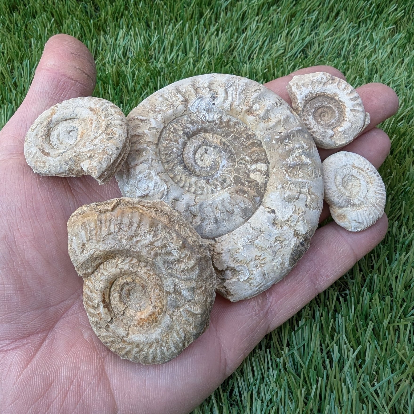 Fossil bundle of 5 Somerset ammonites from Ilminster - North Yorkshire Fossils