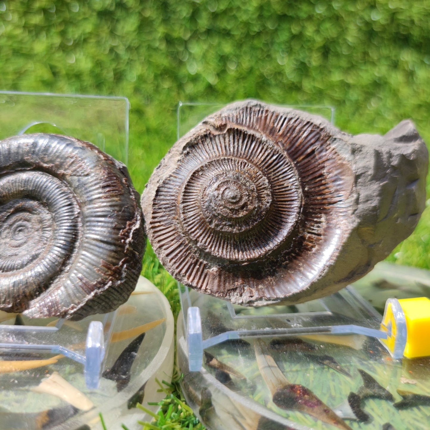 Fossil dactylioceras tenuicostatum ammonite split pair North Yorkshire Fossils - North Yorkshire Fossils