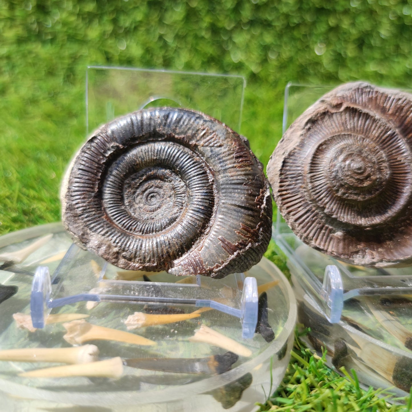 Fossil dactylioceras tenuicostatum ammonite split pair North Yorkshire Fossils - North Yorkshire Fossils