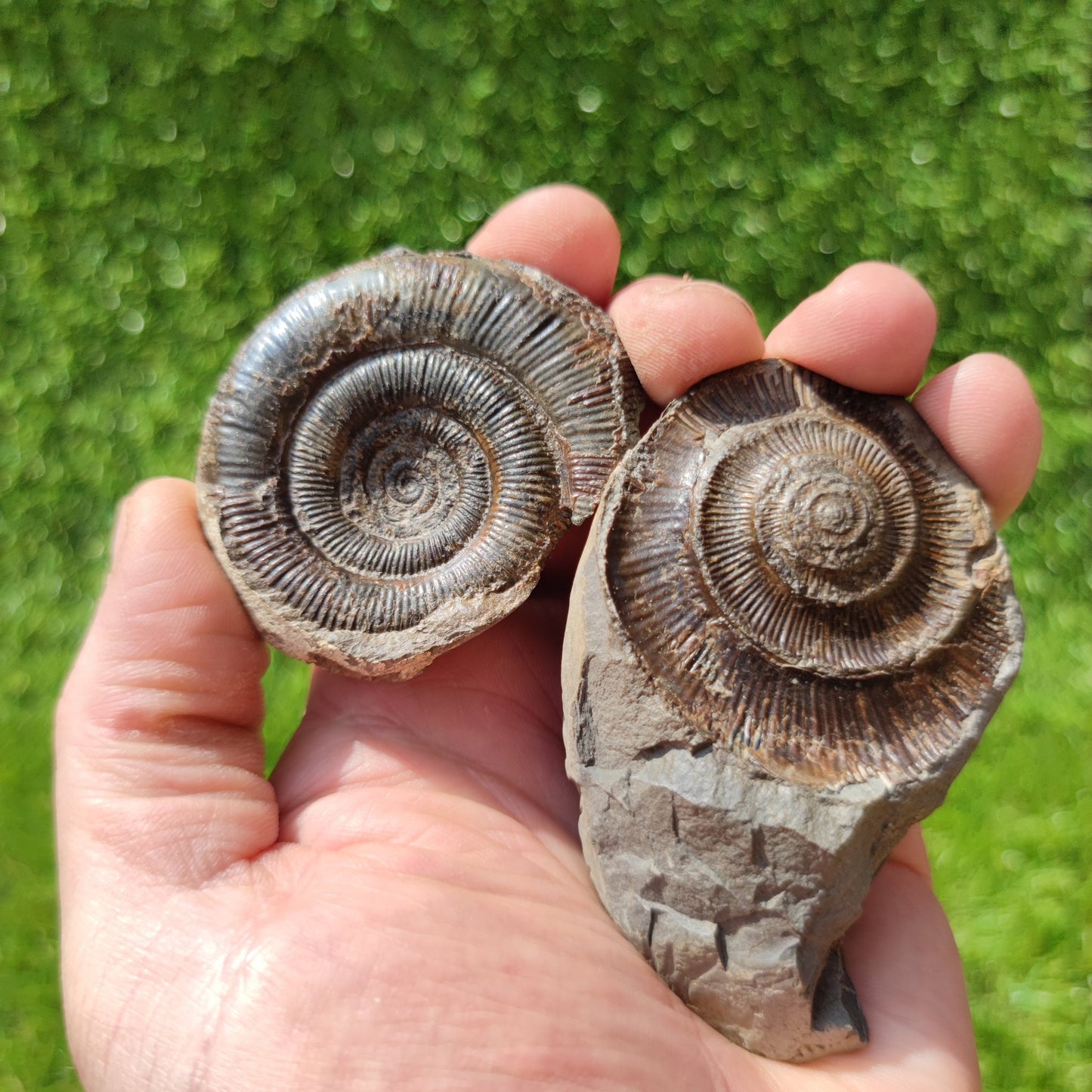 Fossil dactylioceras tenuicostatum ammonite split pair North Yorkshire Fossils - North Yorkshire Fossils