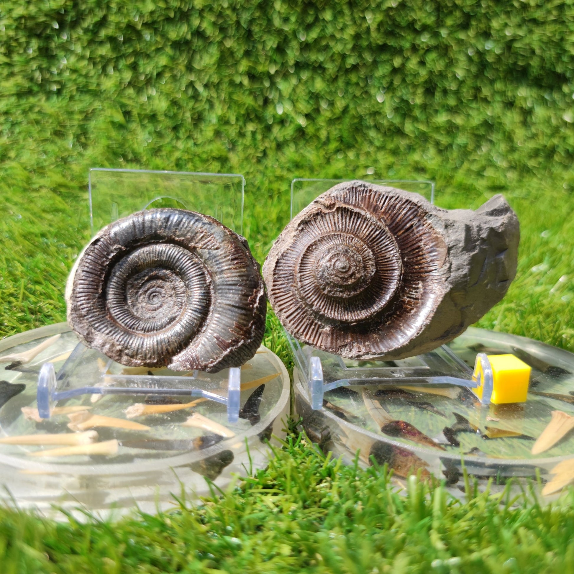 Fossil dactylioceras tenuicostatum ammonite split pair North Yorkshire Fossils - North Yorkshire Fossils