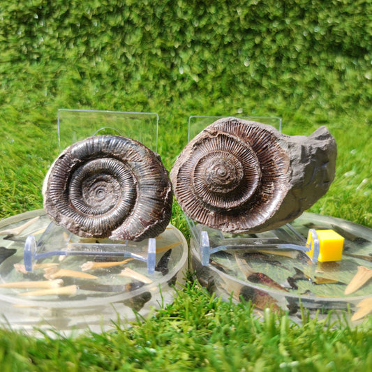 Fossil dactylioceras tenuicostatum ammonite split pair North Yorkshire Fossils - North Yorkshire Fossils