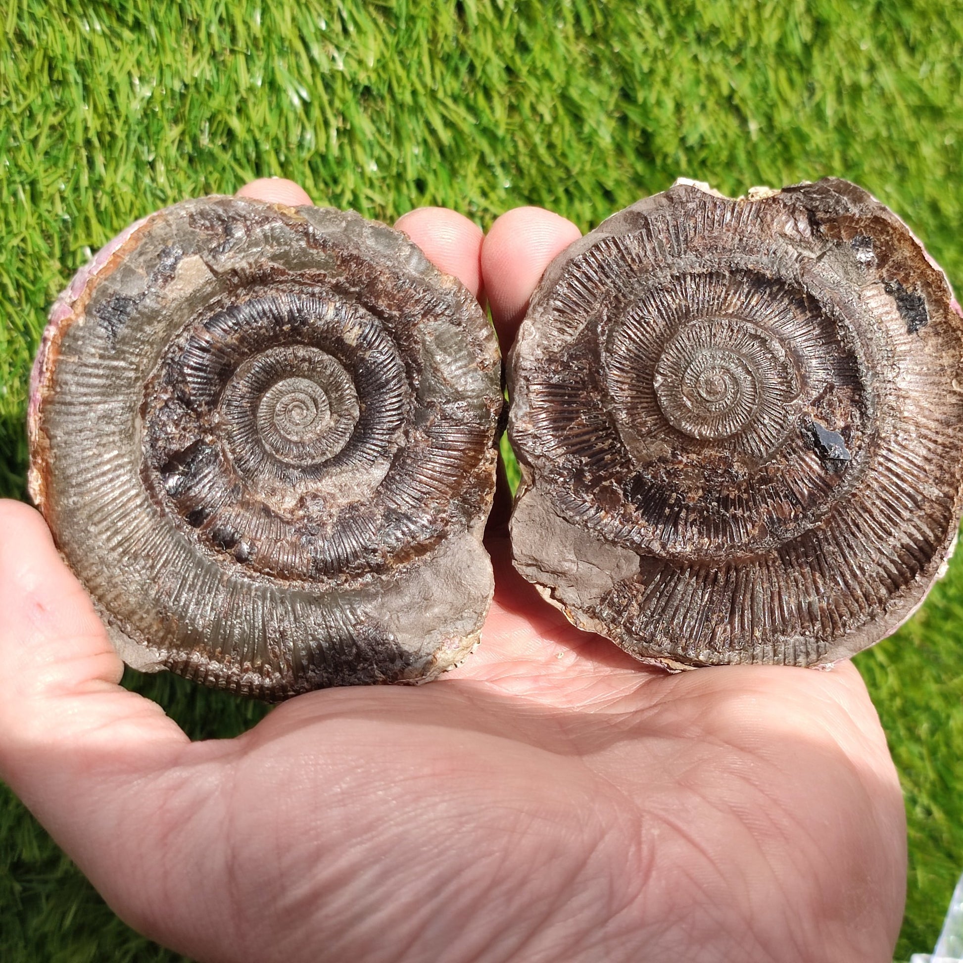 Fossil dactylioceras tenuicostatum pos/ neg - North Yorkshire Fossils