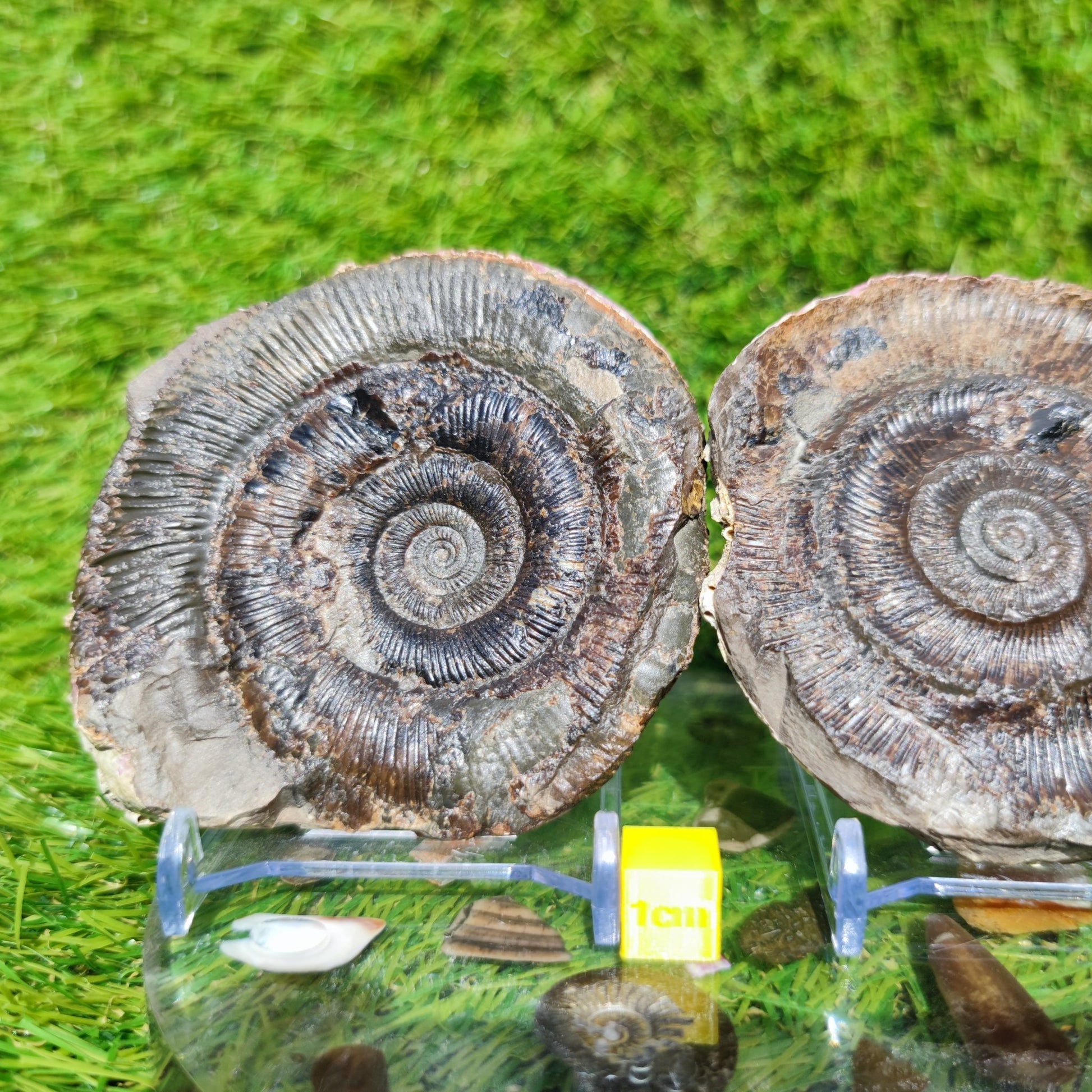 Fossil dactylioceras tenuicostatum pos/ neg - North Yorkshire Fossils