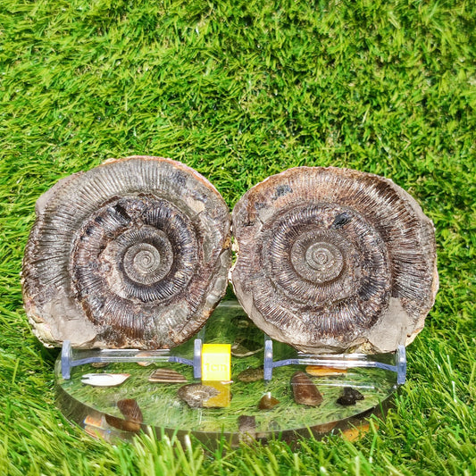 Fossil dactylioceras tenuicostatum pos/ neg - North Yorkshire Fossils