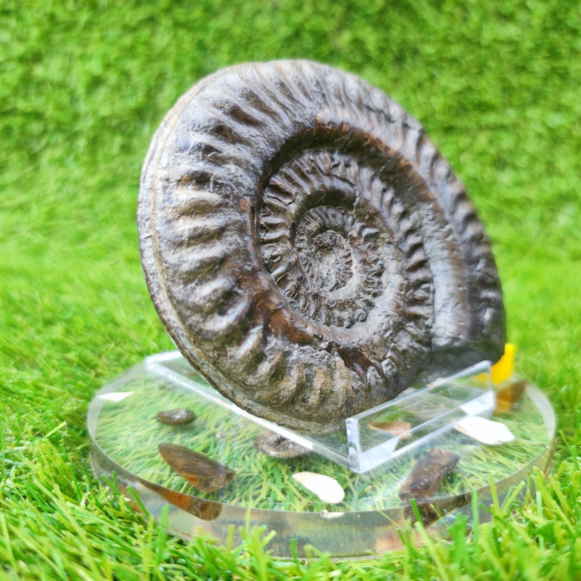 Fossil Hildoceras ammonite fossil Sandsend Yorkshire - North Yorkshire Fossils