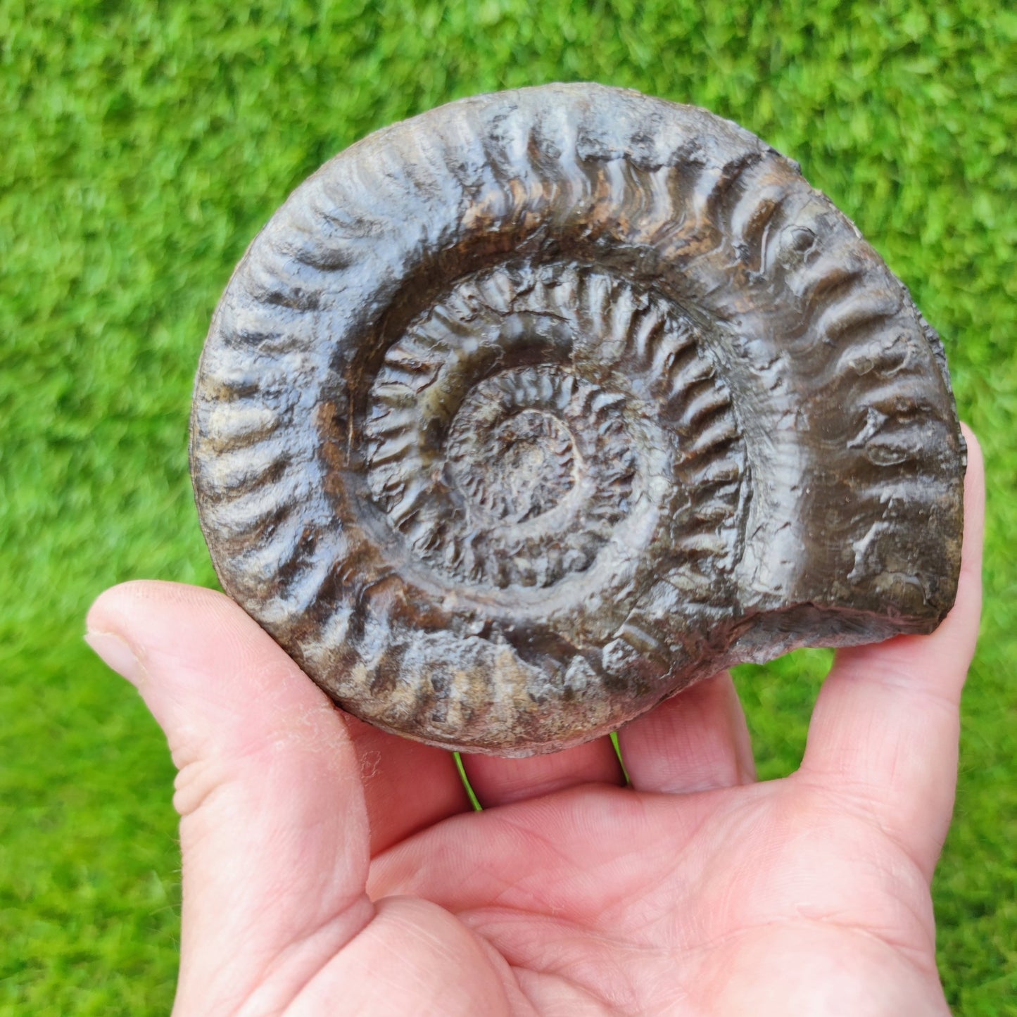 Fossil Hildoceras ammonite fossil Sandsend Yorkshire - North Yorkshire Fossils