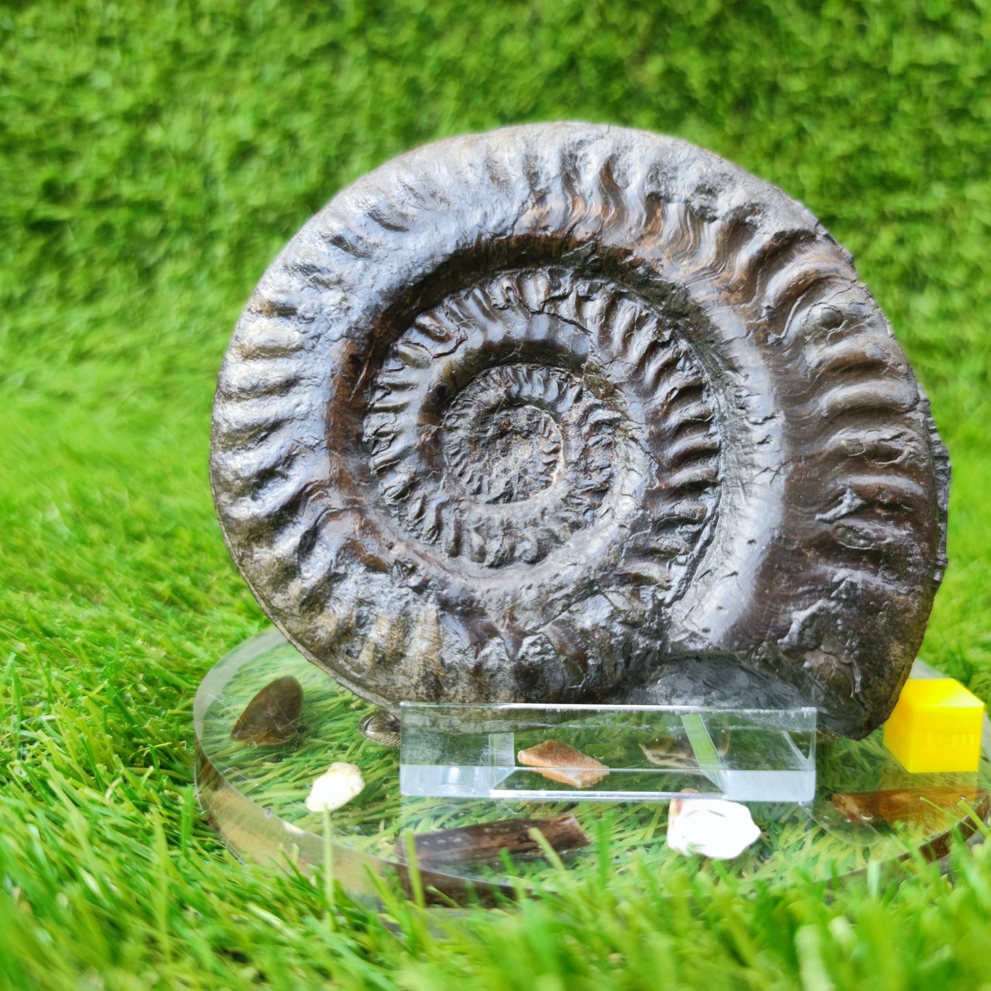 Fossil Hildoceras ammonite fossil Sandsend Yorkshire - North Yorkshire Fossils