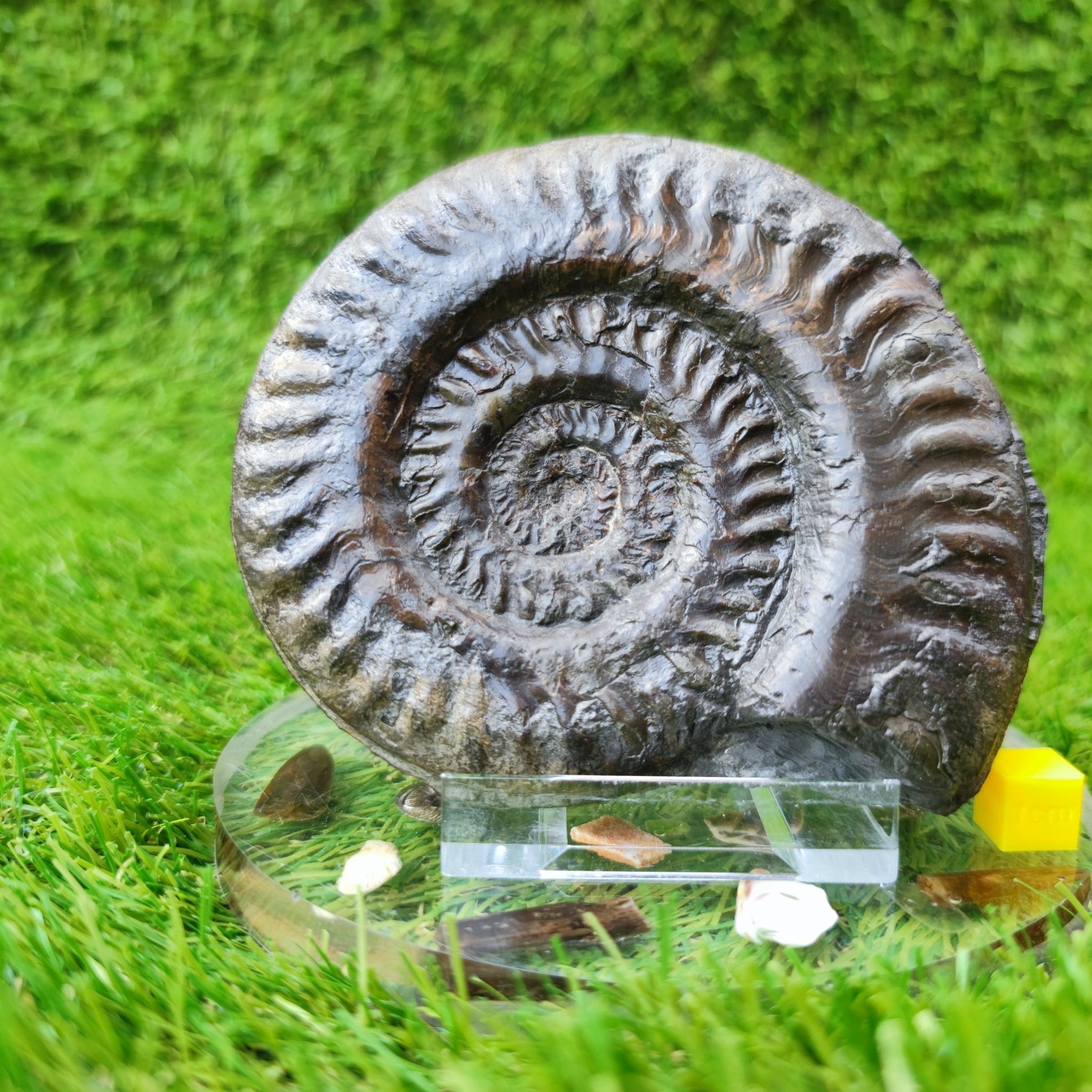 Fossil Hildoceras ammonite fossil Sandsend Yorkshire - North Yorkshire Fossils