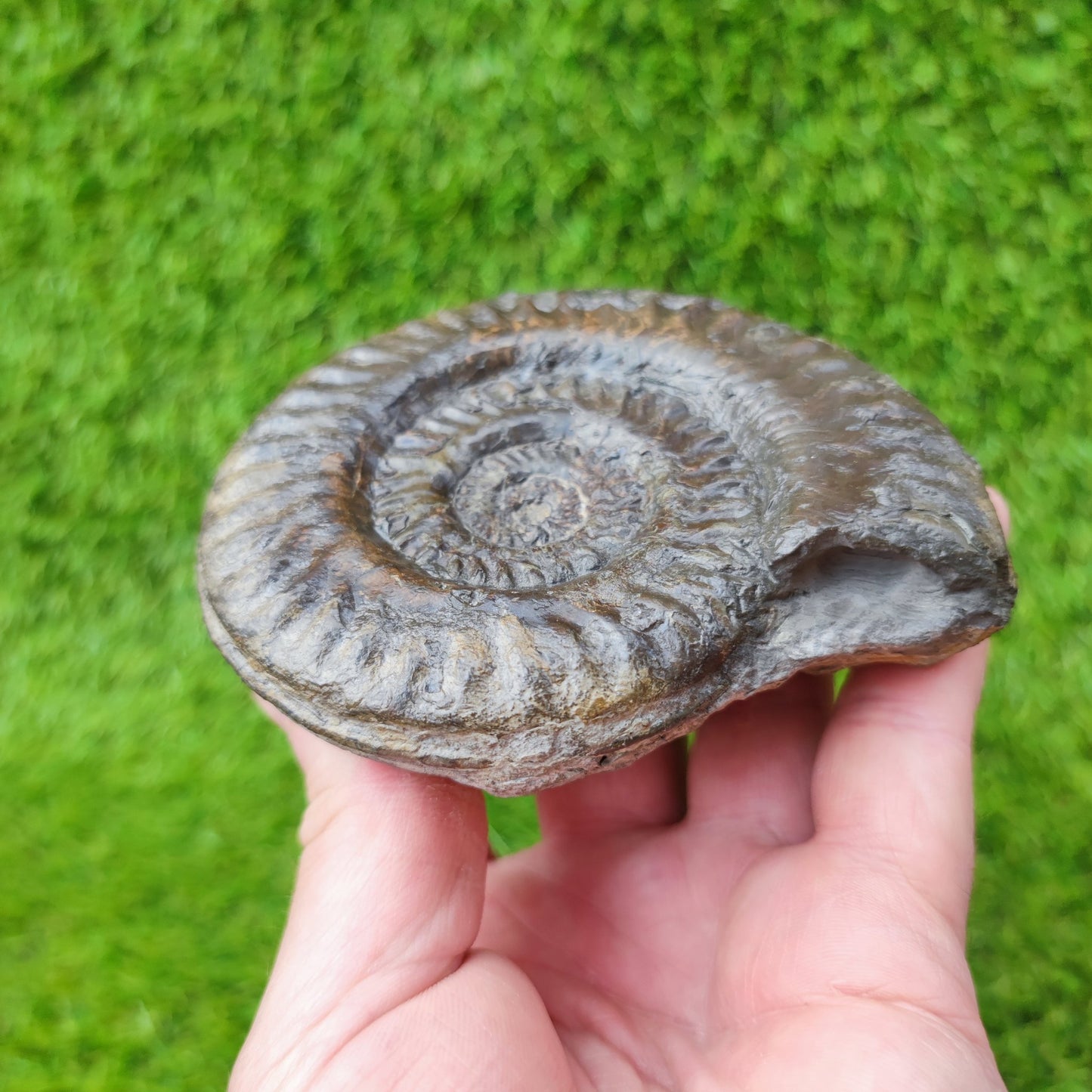 Fossil Hildoceras ammonite fossil Sandsend Yorkshire - North Yorkshire Fossils