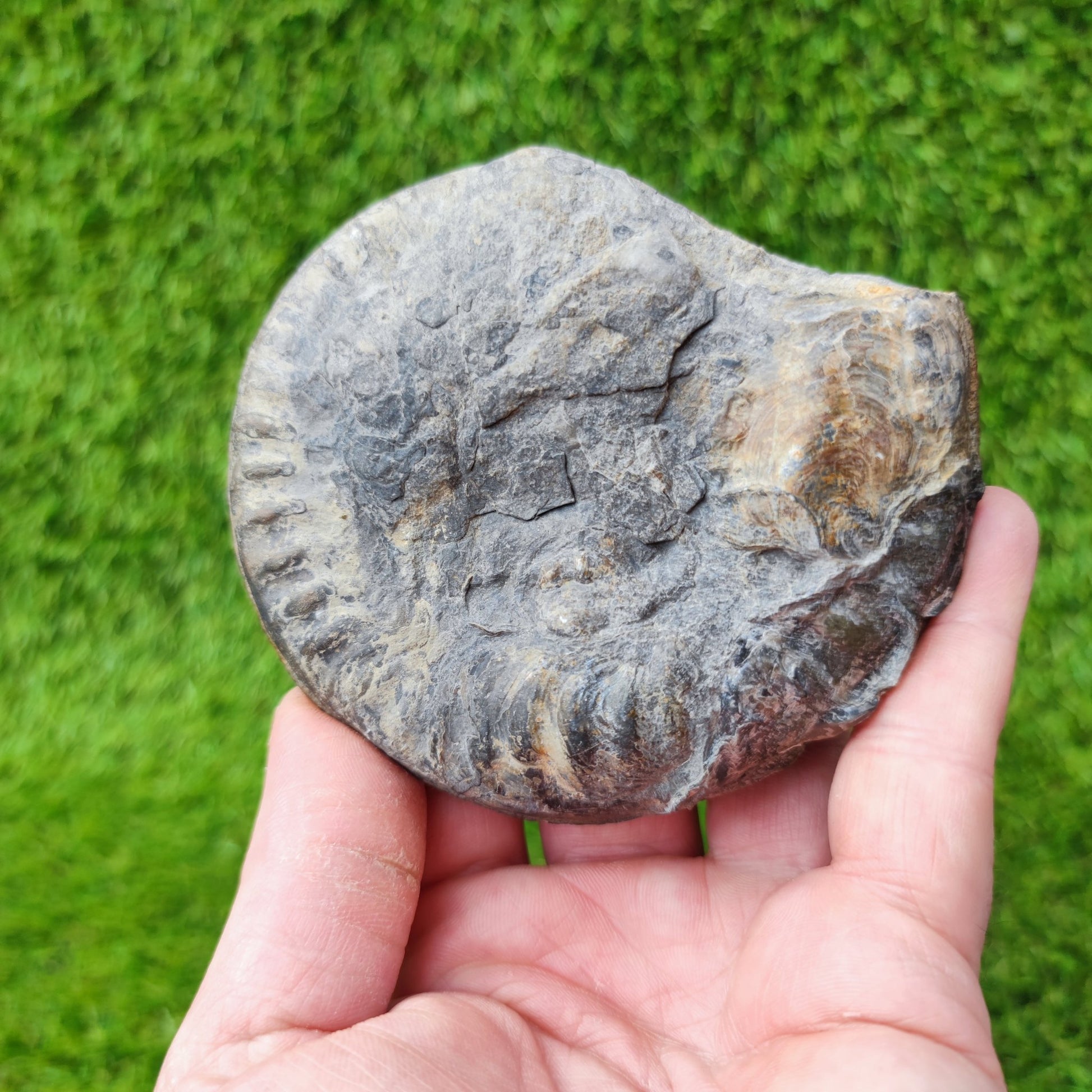 Fossil Hildoceras ammonite fossil Sandsend Yorkshire - North Yorkshire Fossils