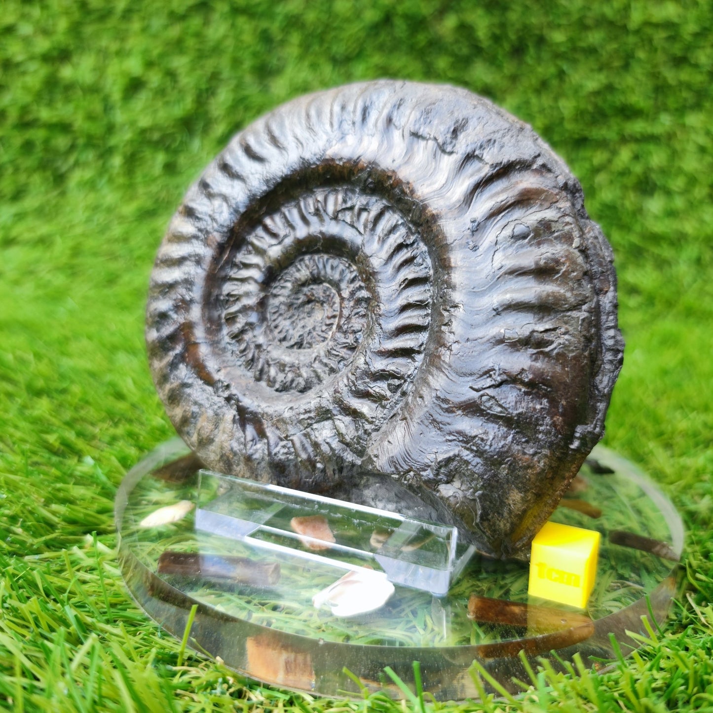 Fossil Hildoceras ammonite fossil Sandsend Yorkshire - North Yorkshire Fossils