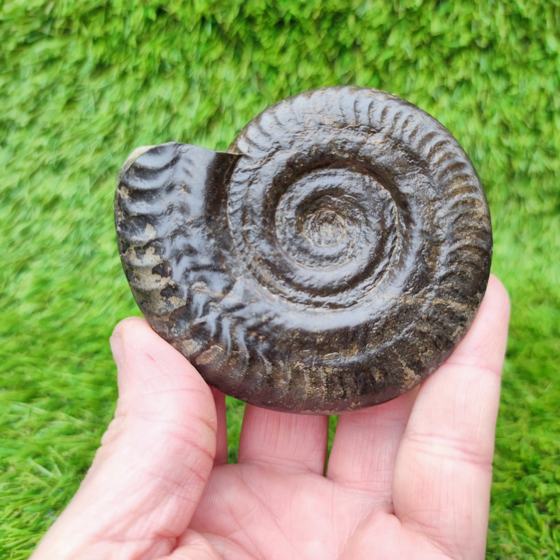 Fossil Whitby Hildoceras ammonite Jurassic coast - North Yorkshire Fossils
