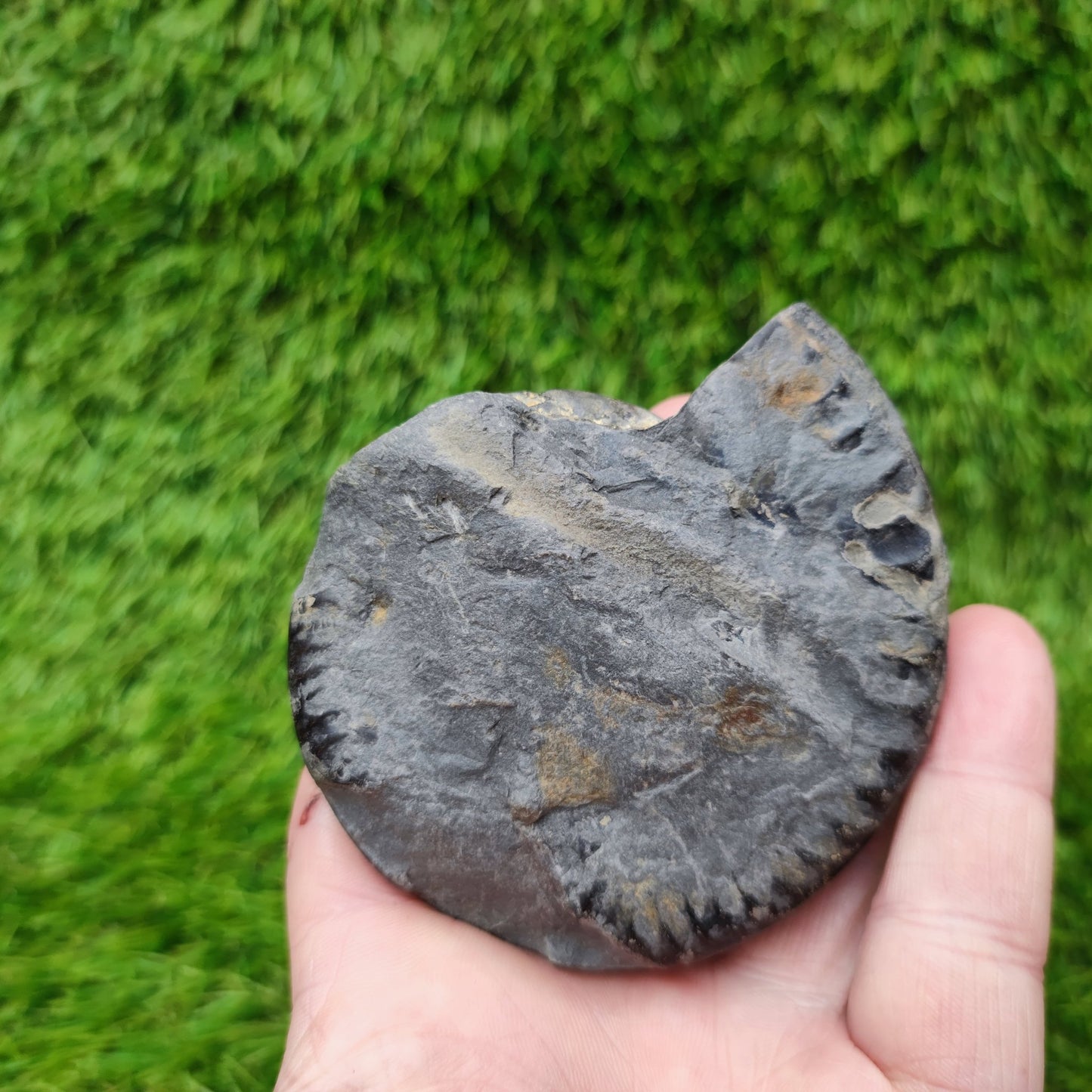 Fossil Whitby Hildoceras ammonite Jurassic coast - North Yorkshire Fossils