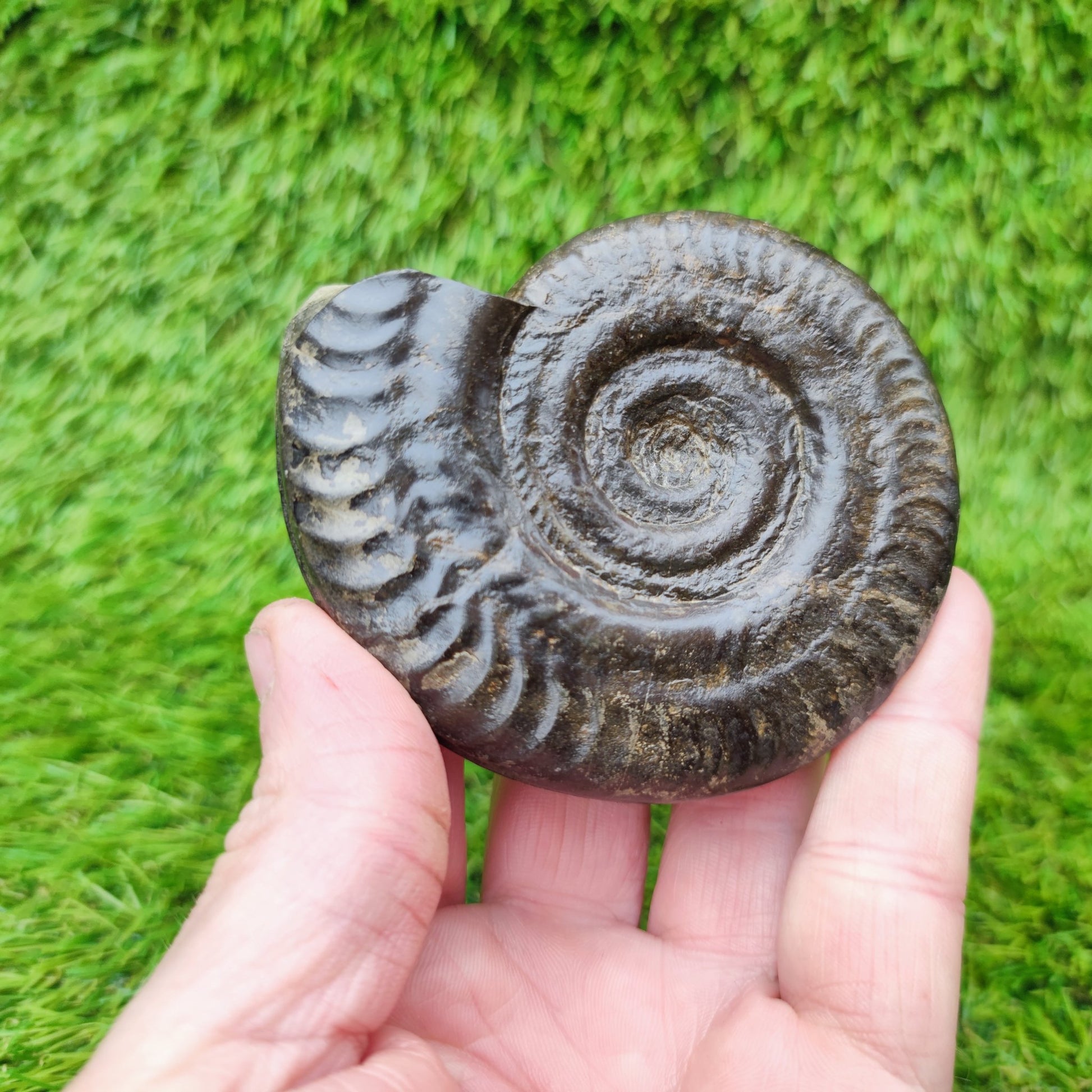 Fossil Whitby Hildoceras ammonite Jurassic coast - North Yorkshire Fossils