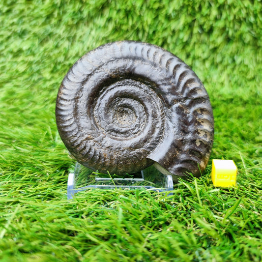 Fossil Whitby Hildoceras ammonite Jurassic coast - North Yorkshire Fossils