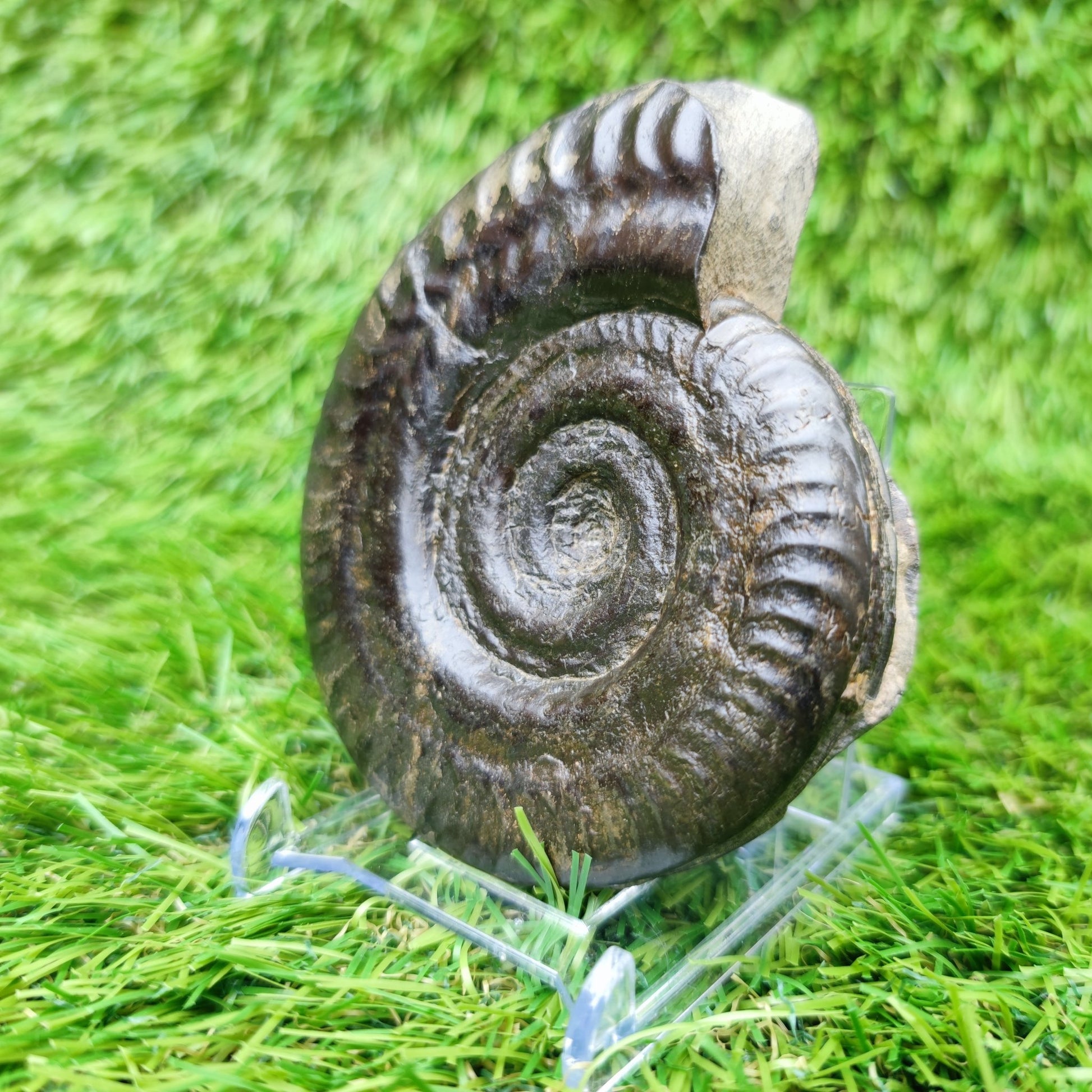 Fossil Whitby Hildoceras ammonite Jurassic coast - North Yorkshire Fossils