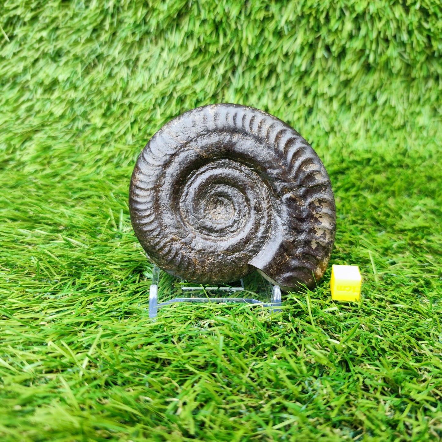 Fossil Whitby Hildoceras ammonite Jurassic coast - North Yorkshire Fossils