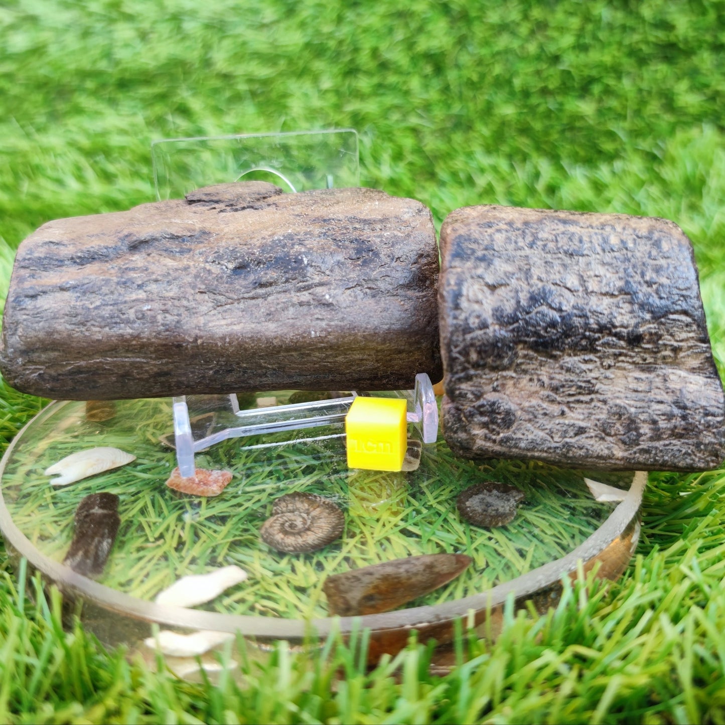 Fossil wood bundle North Yorkshire fossils Jurassic coast - North Yorkshire Fossils