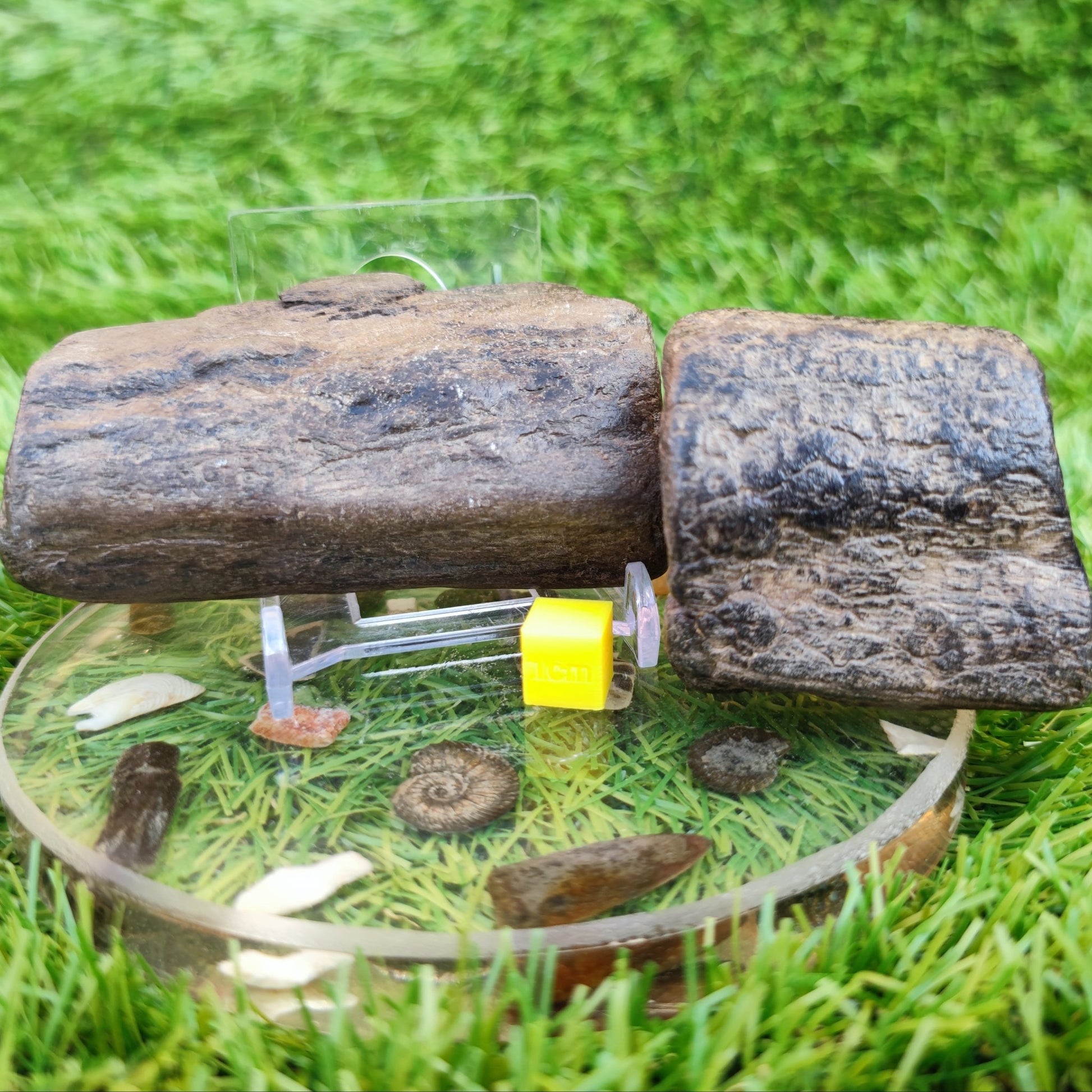 Fossil wood bundle North Yorkshire fossils Jurassic coast - North Yorkshire Fossils