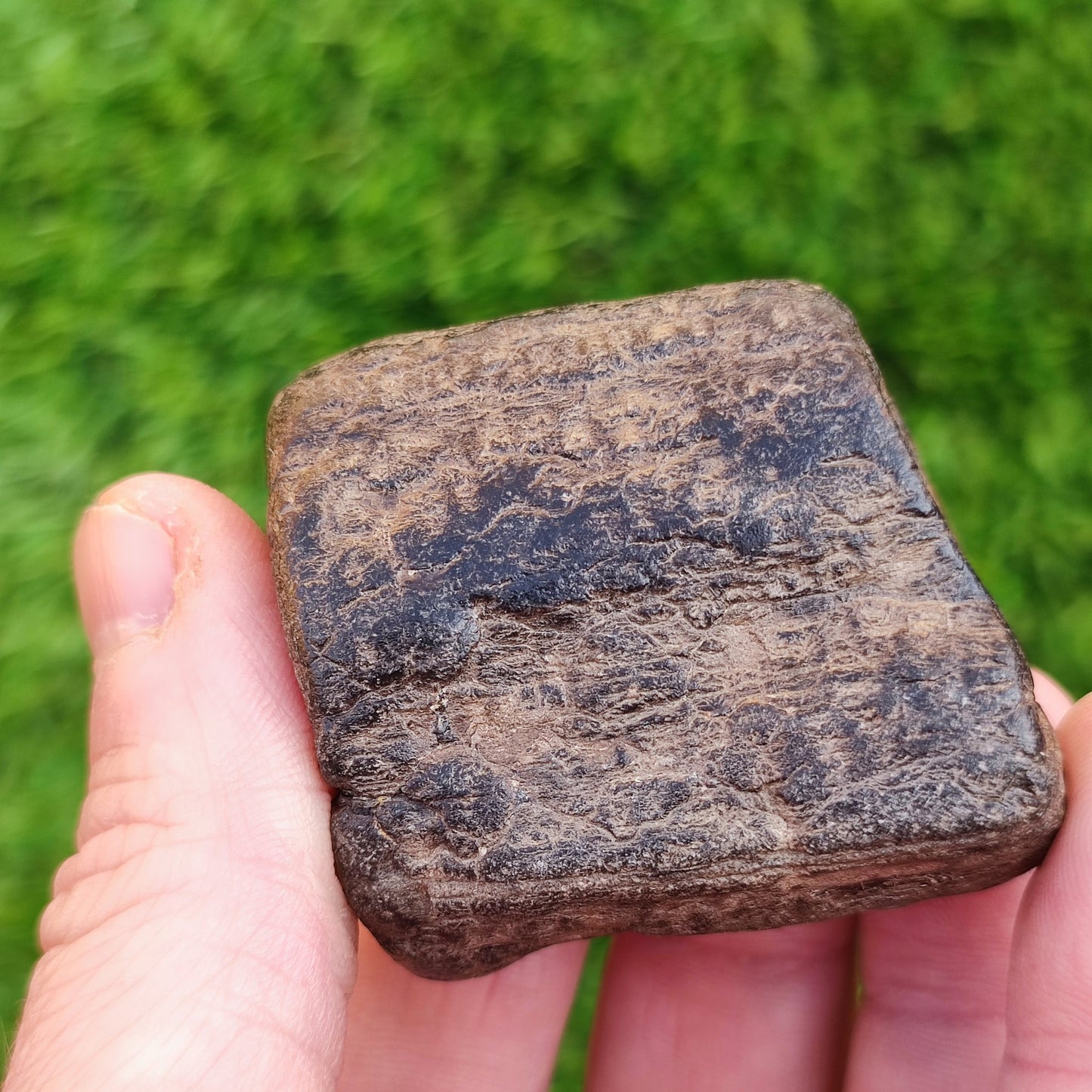 Fossil wood bundle North Yorkshire fossils Jurassic coast - North Yorkshire Fossils