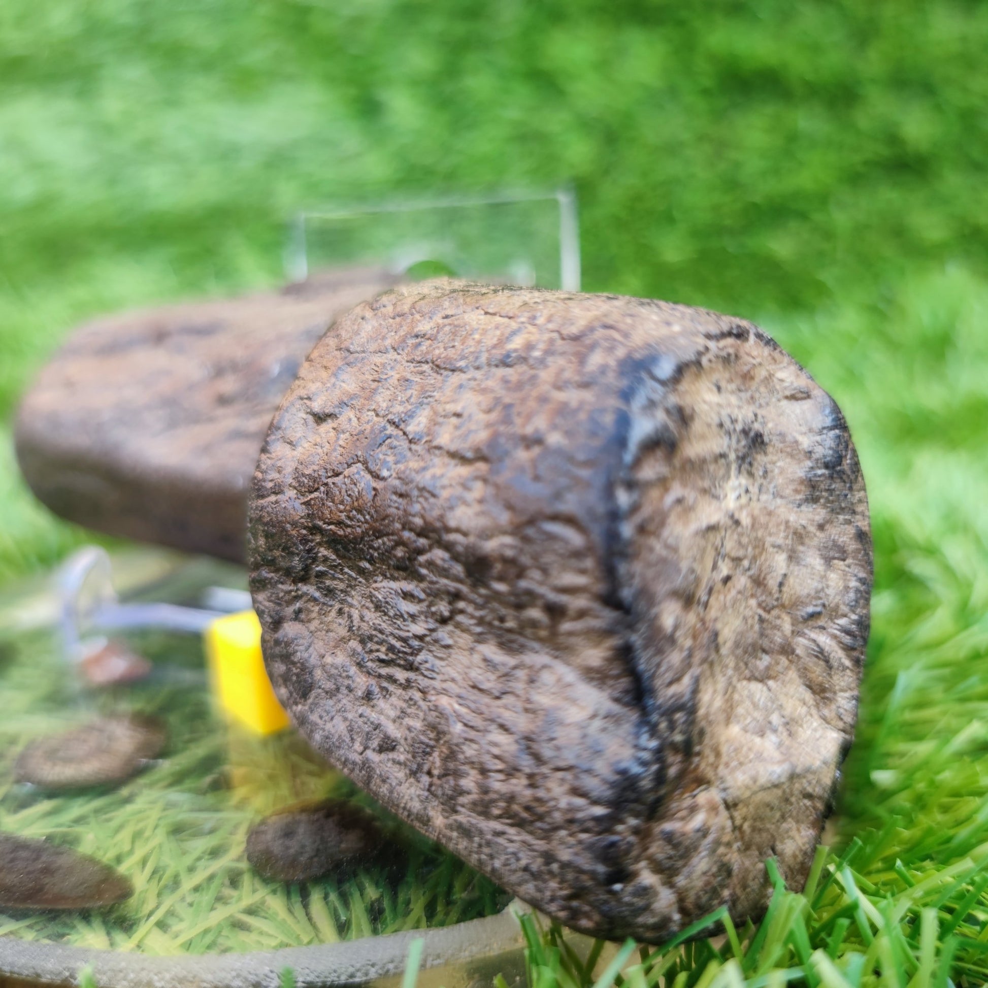 Fossil wood bundle North Yorkshire fossils Jurassic coast - North Yorkshire Fossils