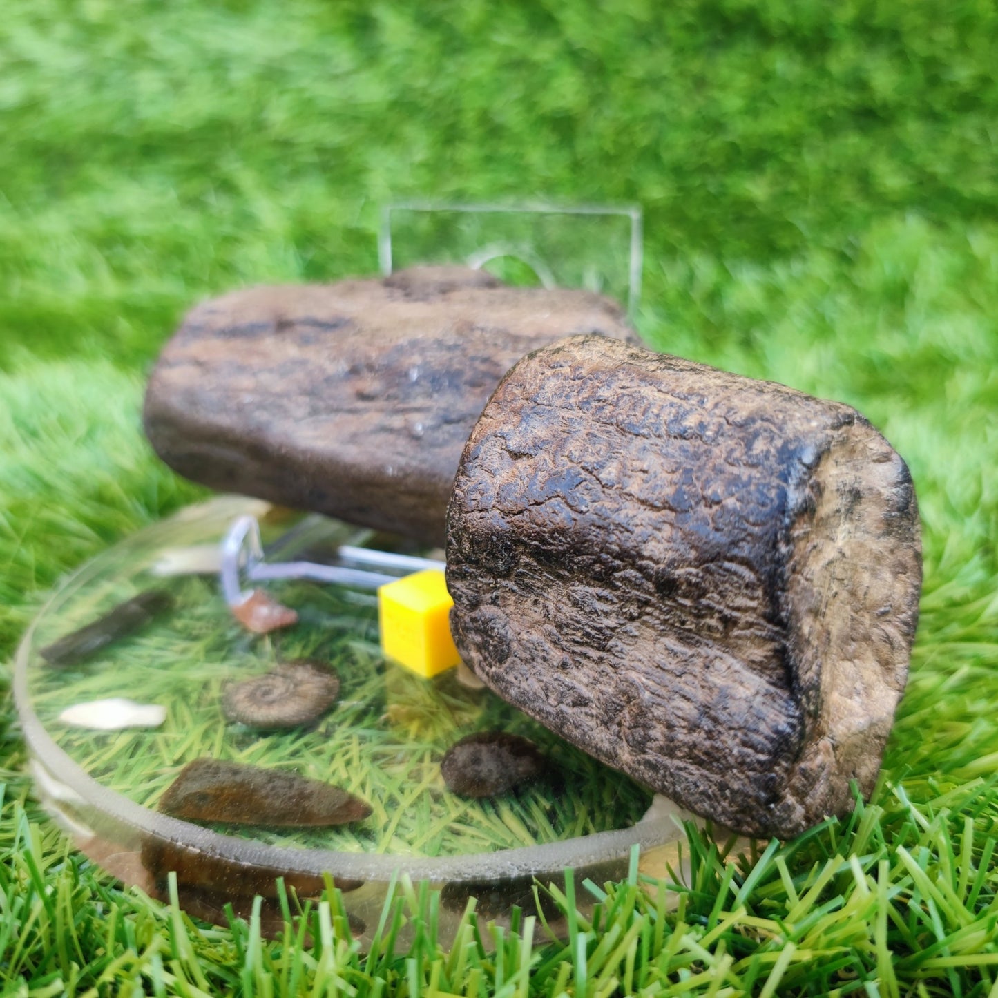 Fossil wood bundle North Yorkshire fossils Jurassic coast - North Yorkshire Fossils